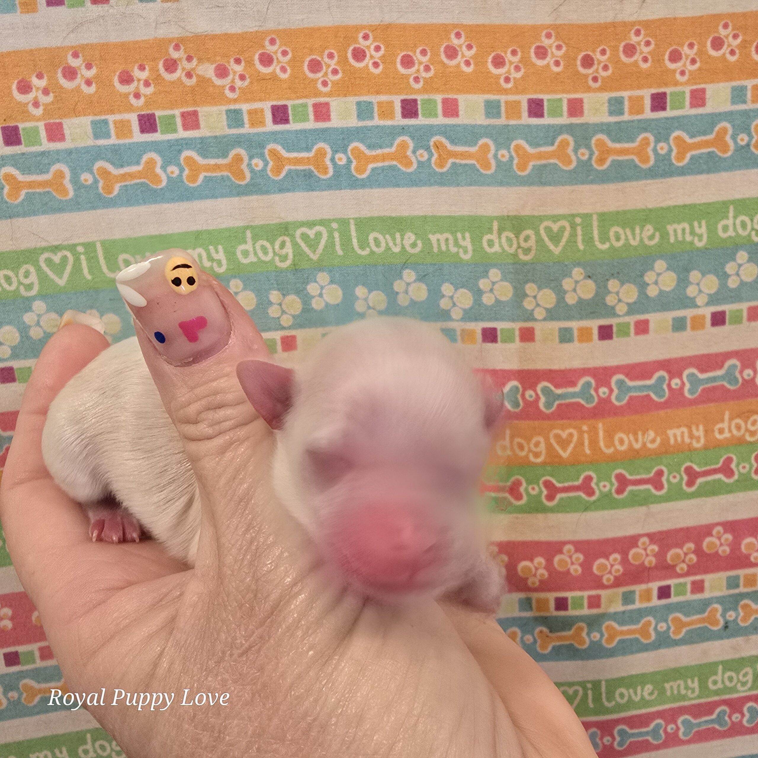 Ziggy (boy)