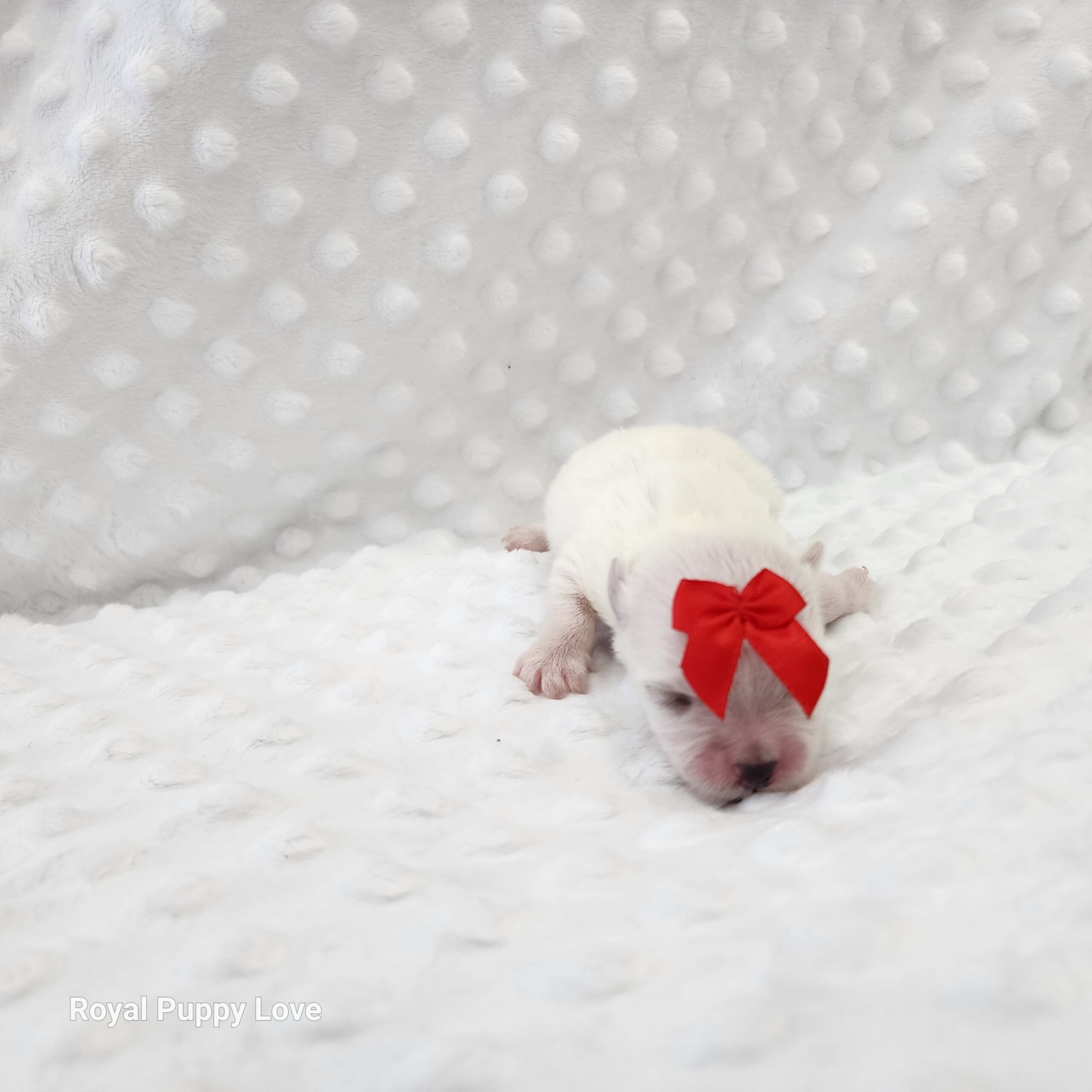 KING (Boy) - Image 4