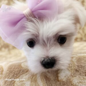 Dally (sold) Congrats to Jana H. in AR!