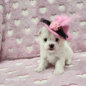 Zoey (girl)