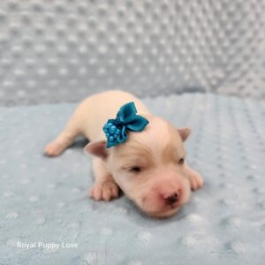 Squirt (tiny boy Boy)