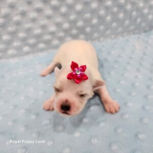 Shasta (girl)