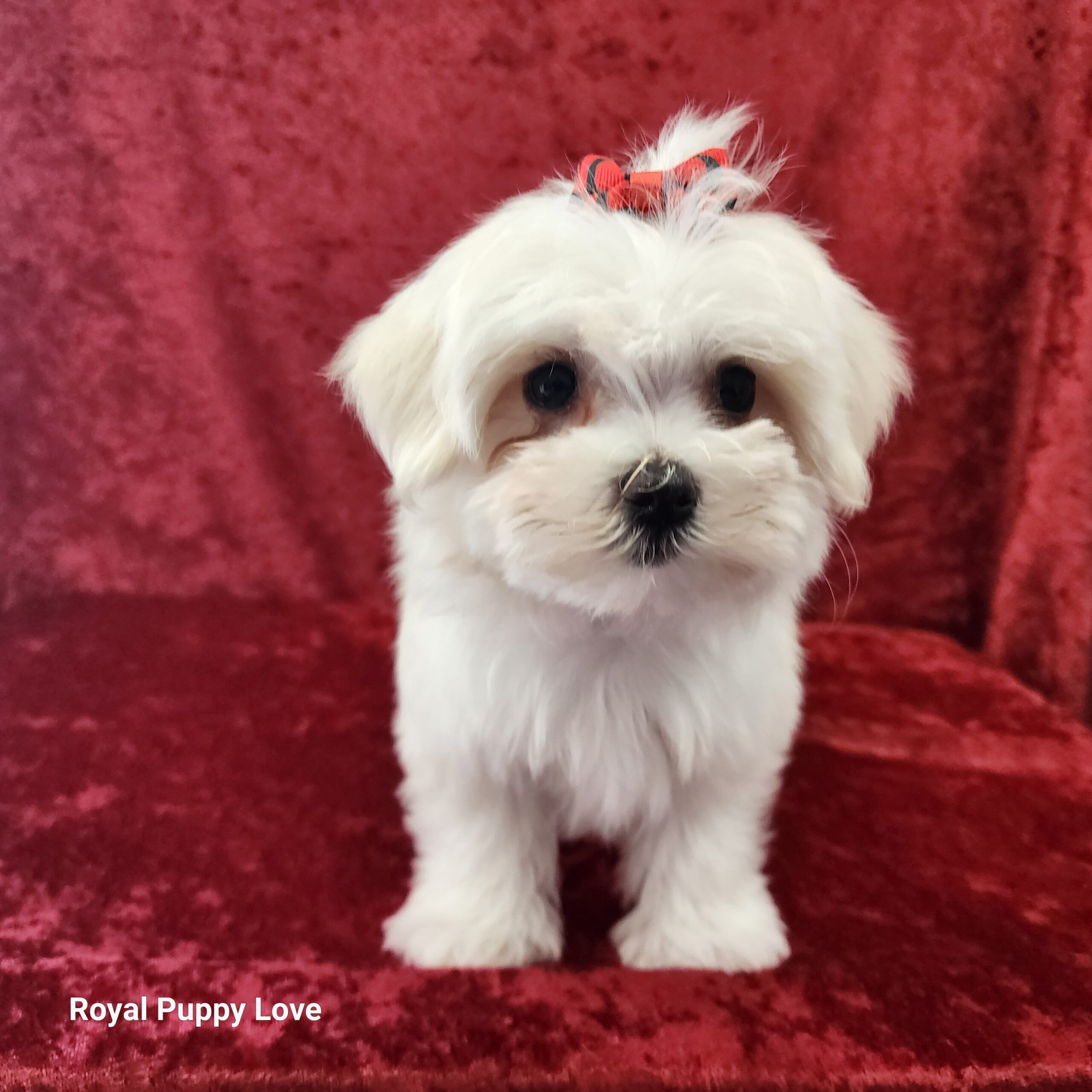 Ziggy (boy) - Image 5