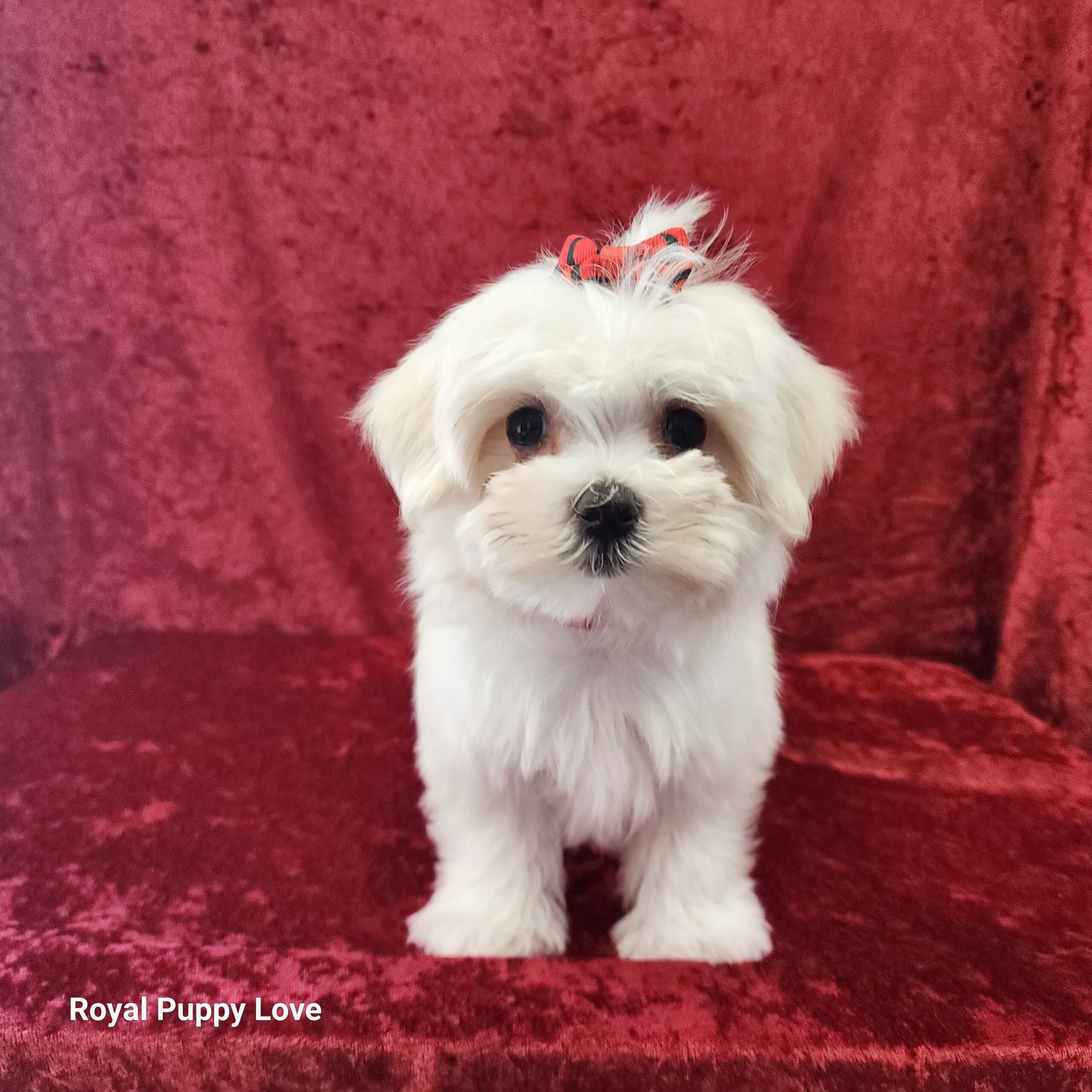 Ziggy (boy) - Image 2