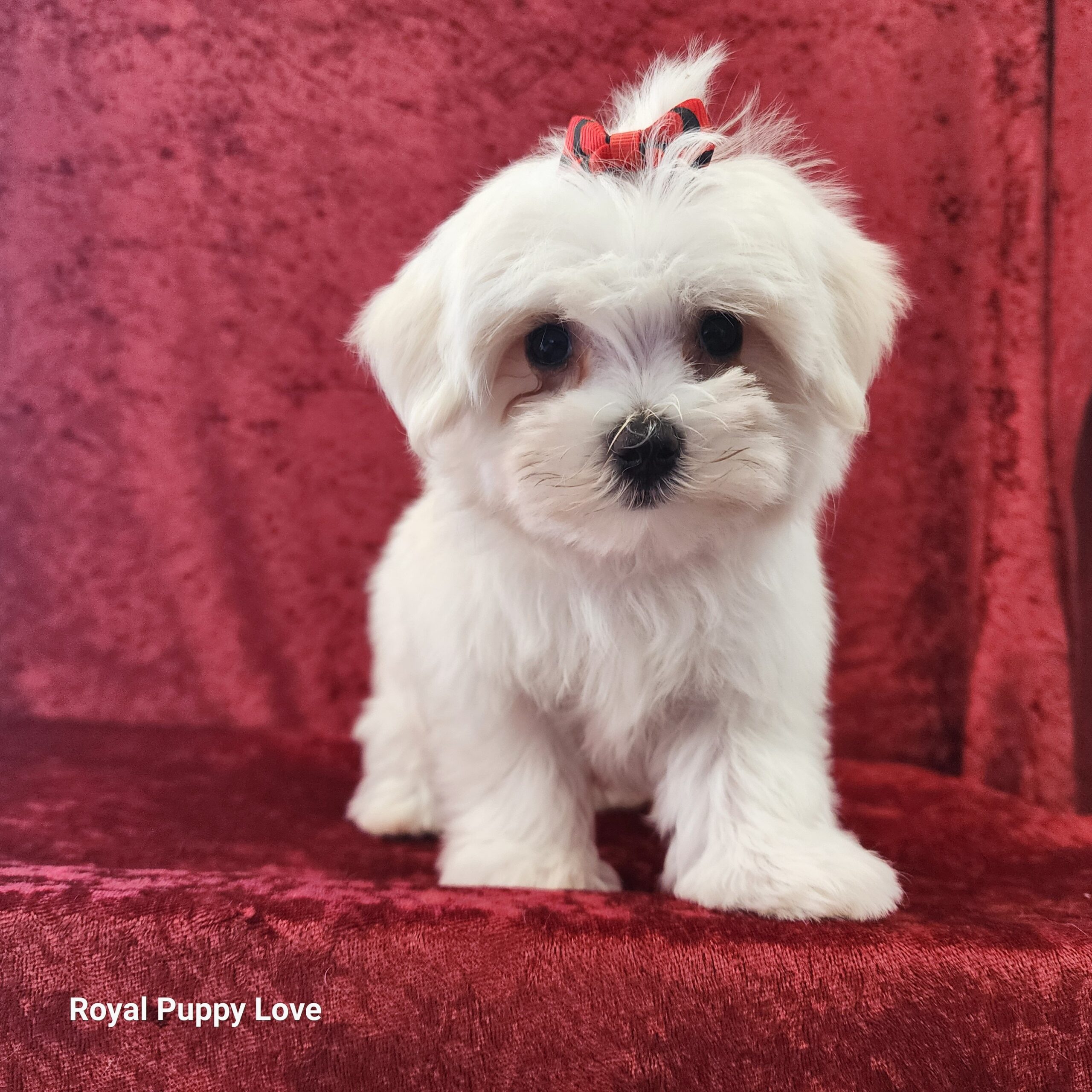Ziggy (boy) - Image 4