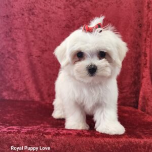 Ziggy (boy)