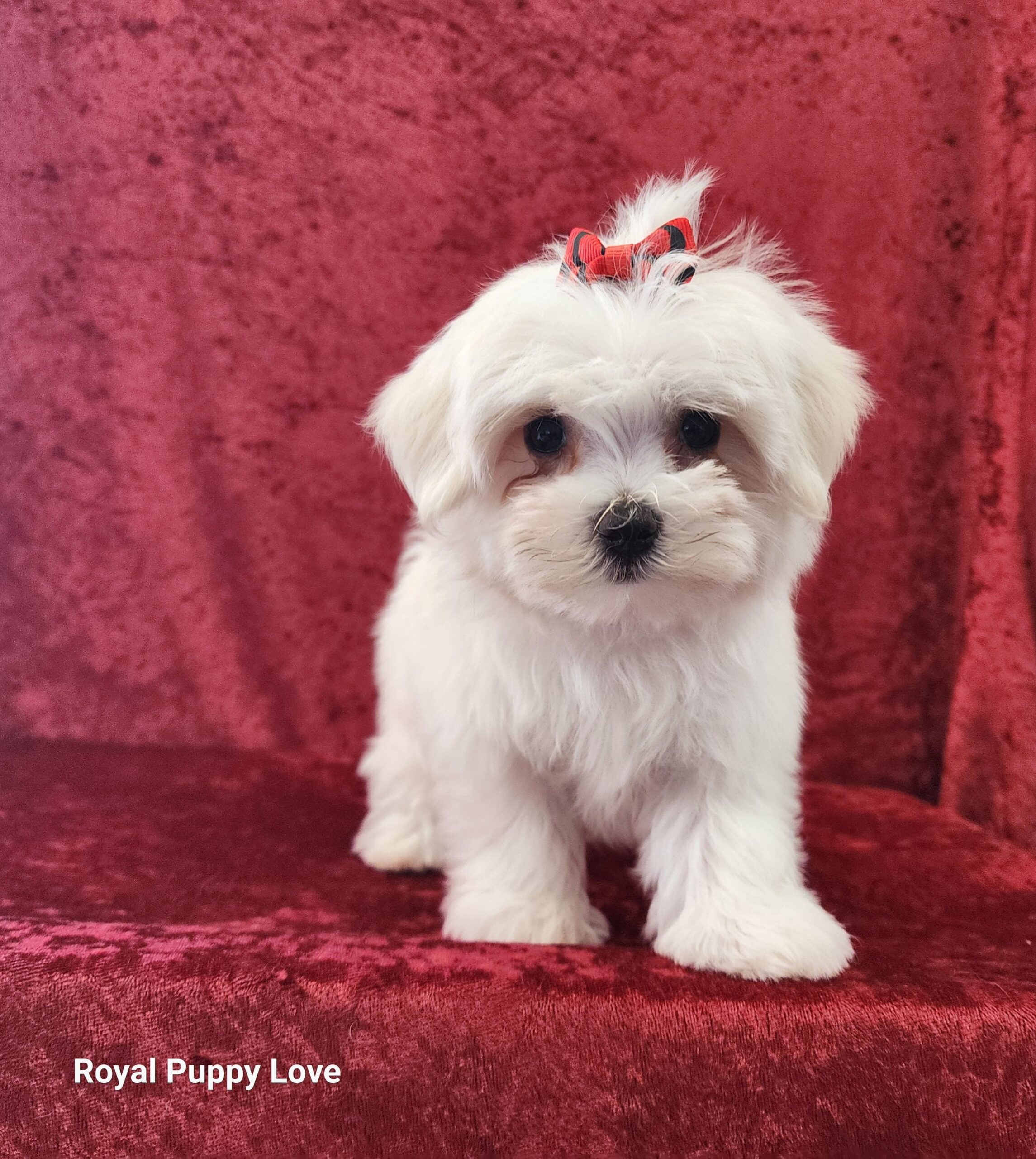 Ziggy (boy)
