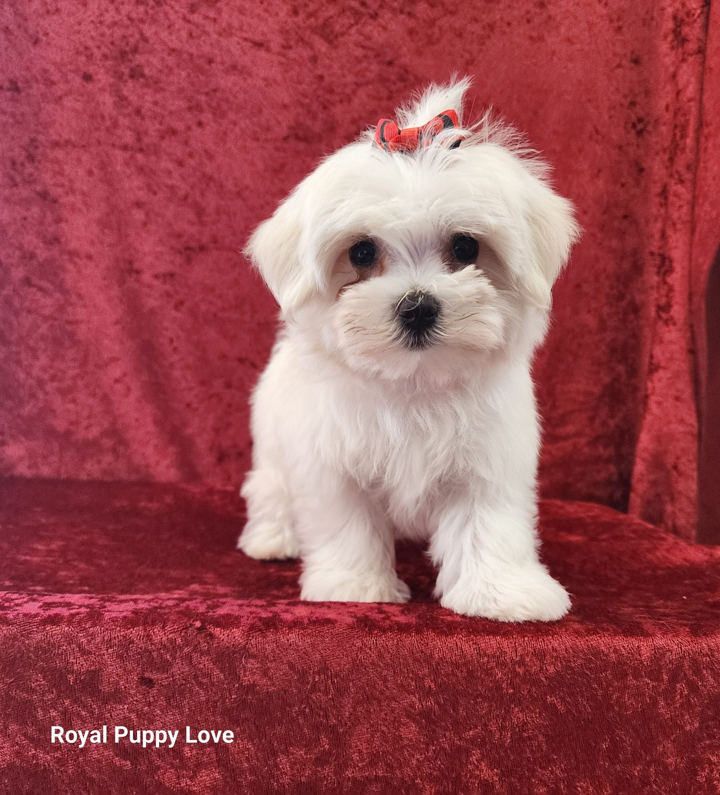 Ziggy (boy) - Image 3