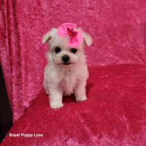Shasta (sold) Congrats to Davis S. in Ok.
