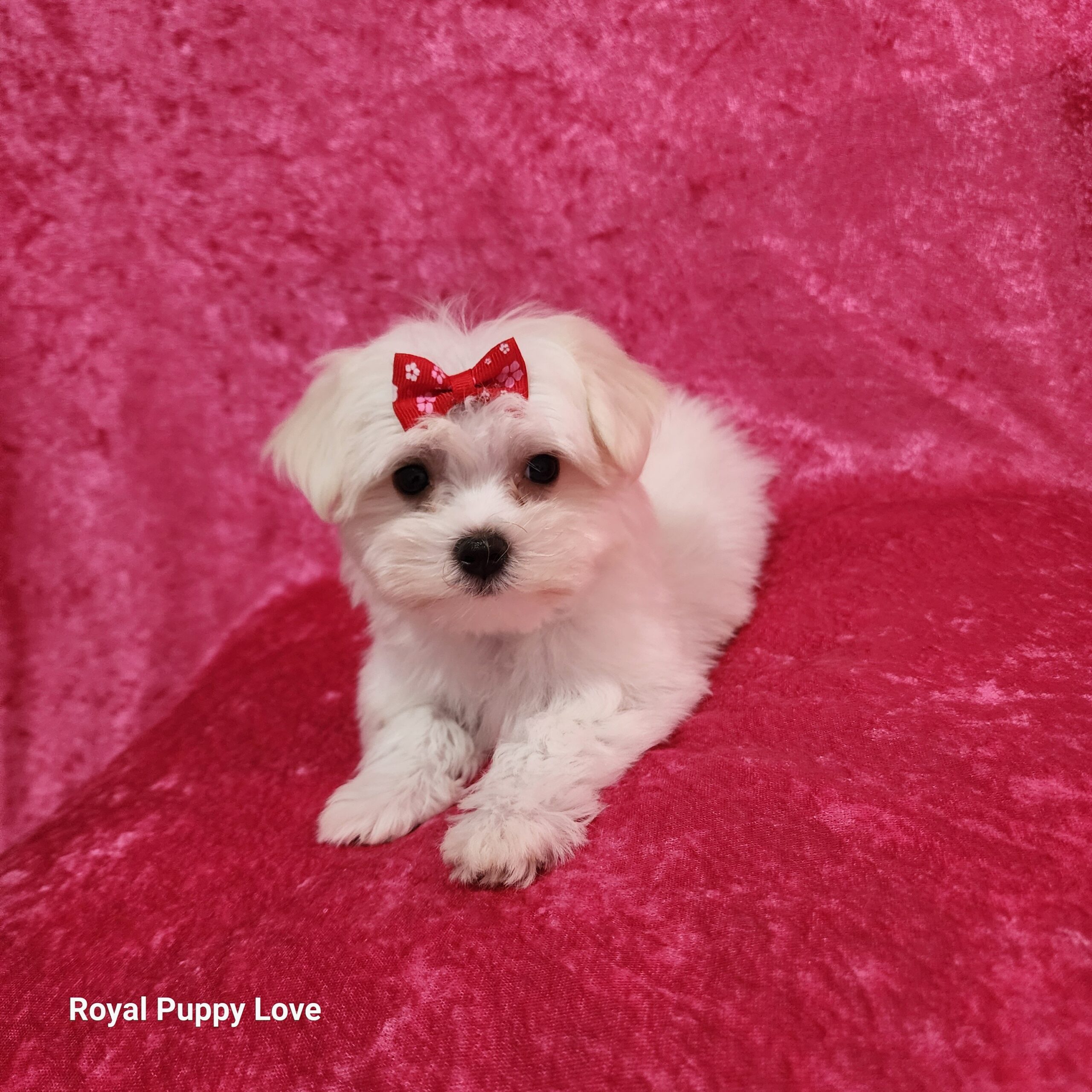 Zoey - Image 3