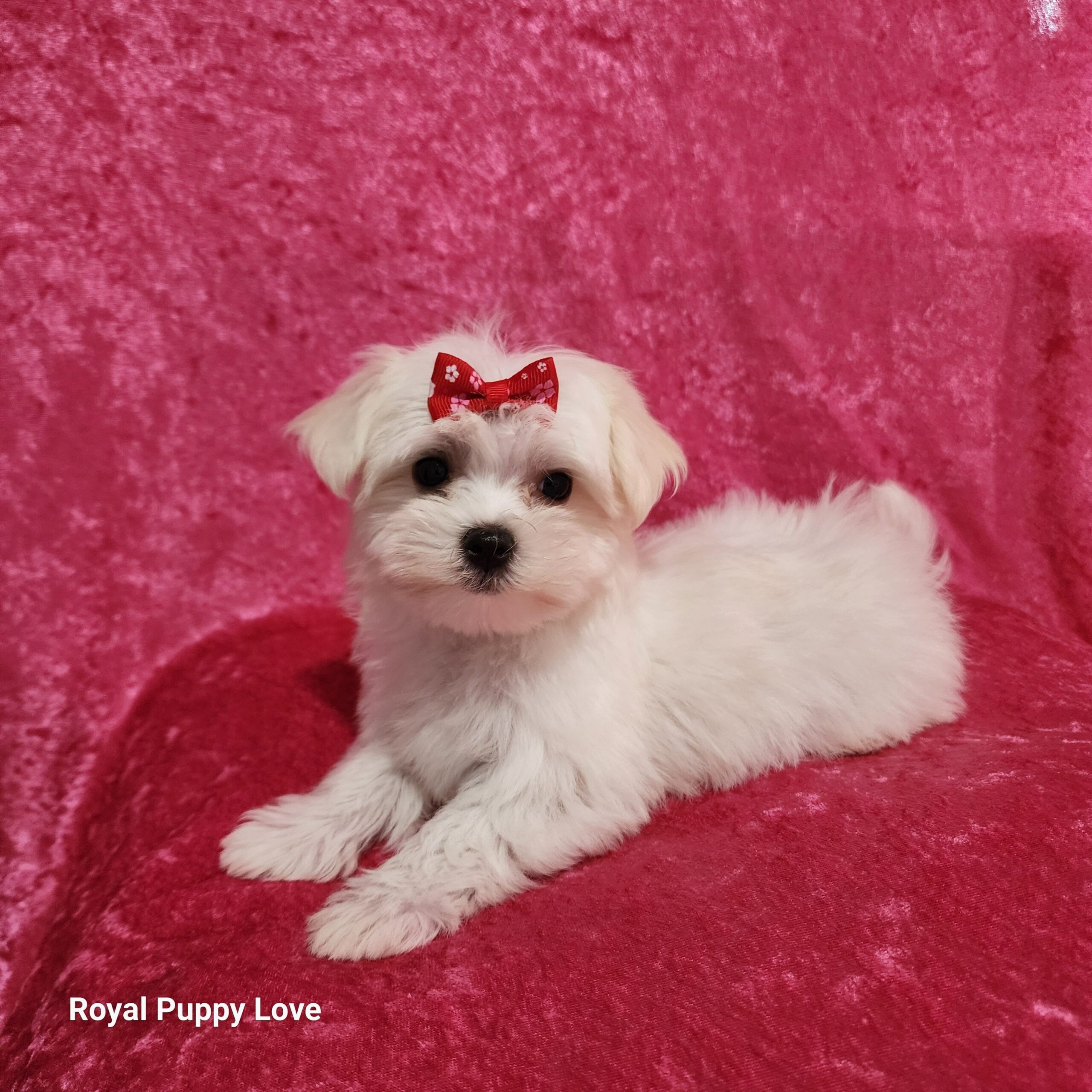 Zoey - Image 2