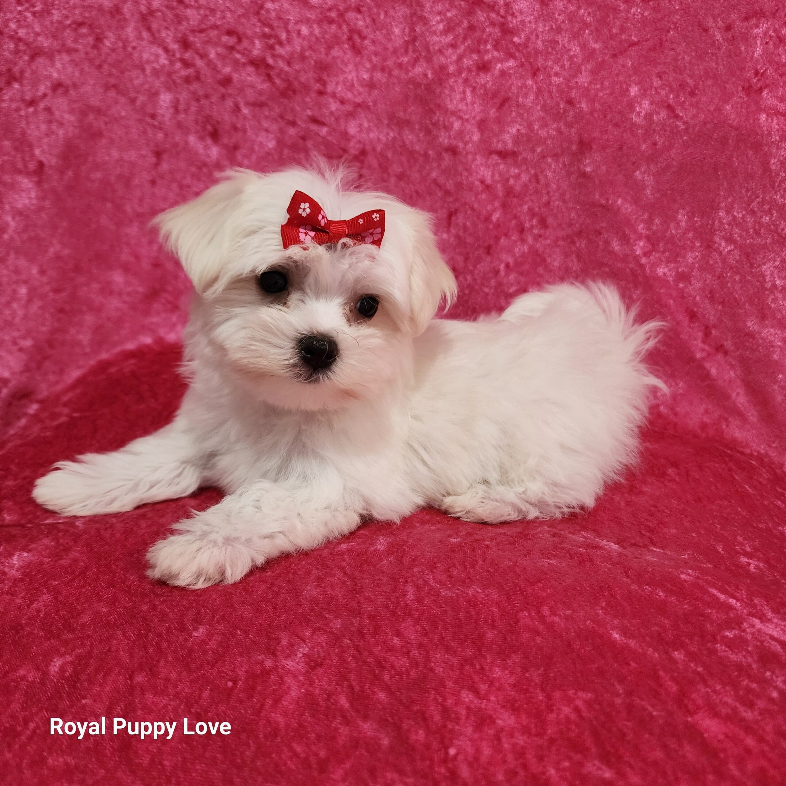 Zoey - Image 5