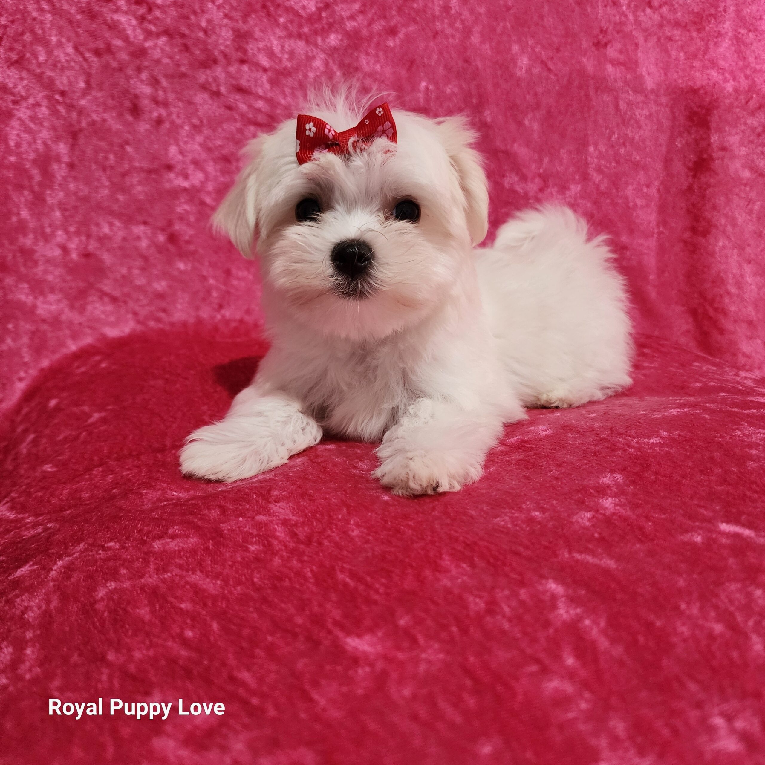 Zoey - Image 4