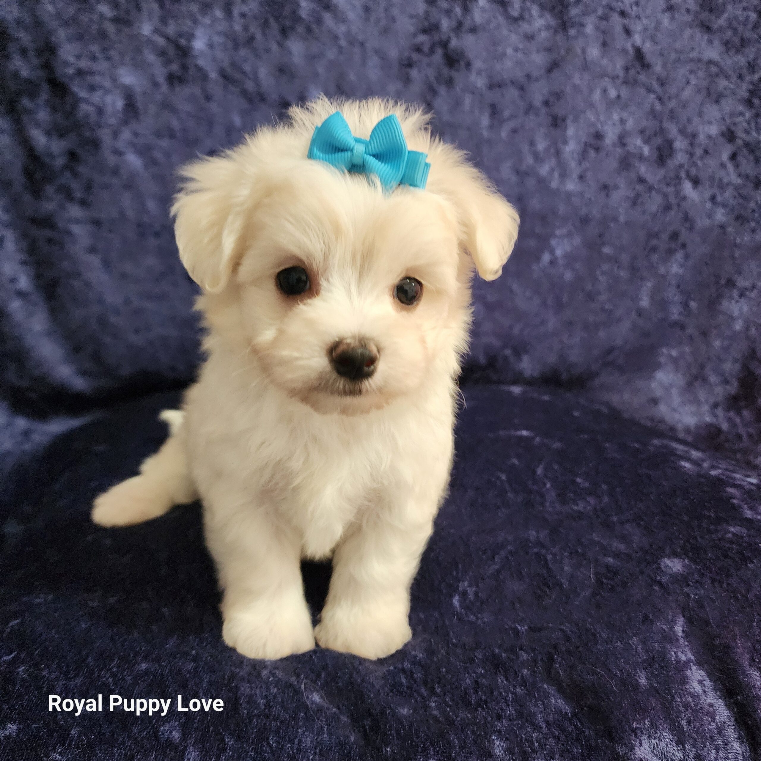 Squirt (tiny boy Boy) - Image 4