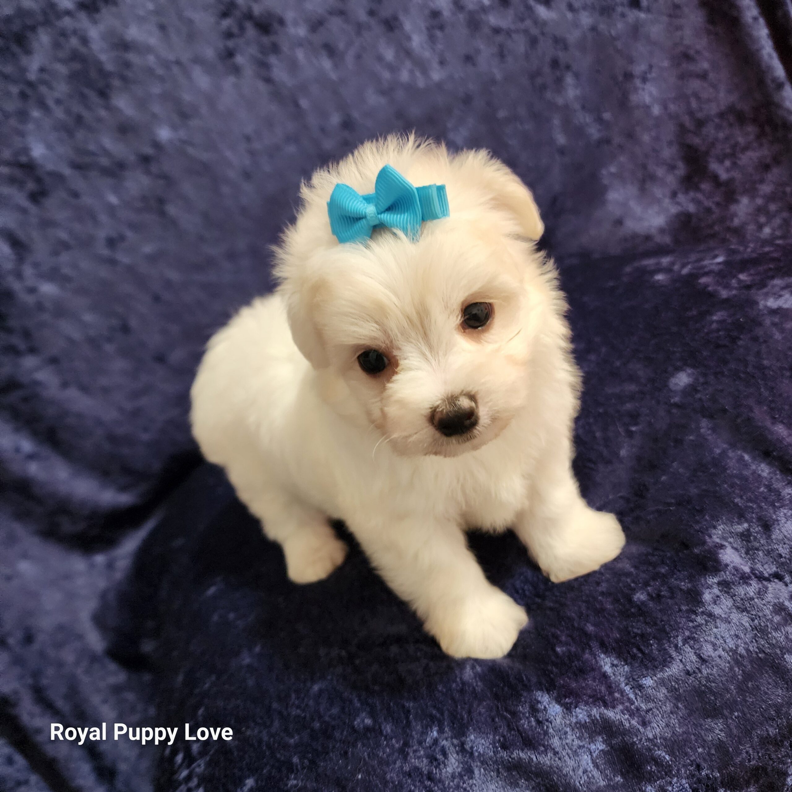 Squirt (tiny boy Boy) - Image 5