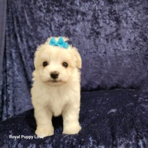 Squirt (tiny boy Boy)