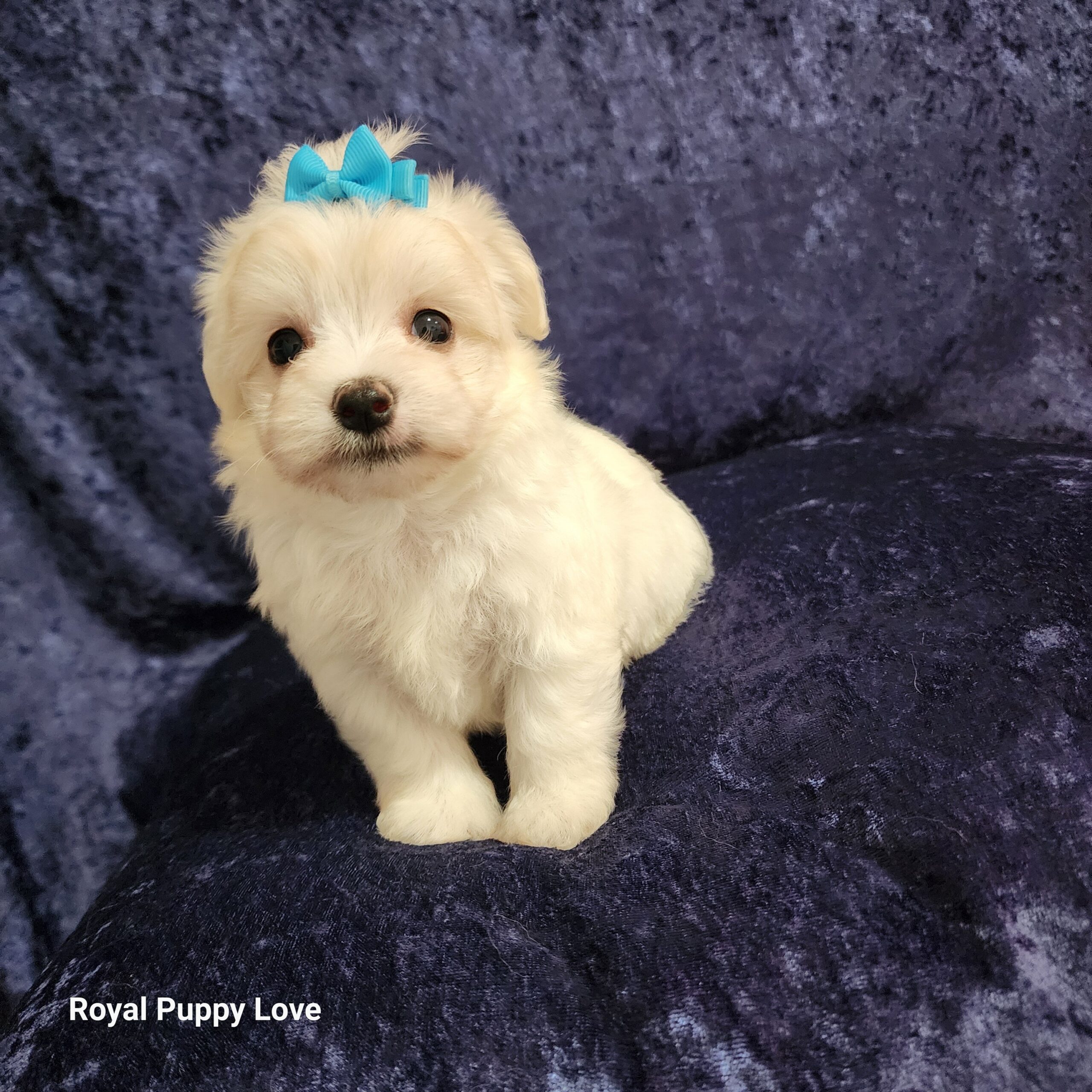 Squirt (tiny boy Boy) - Image 2
