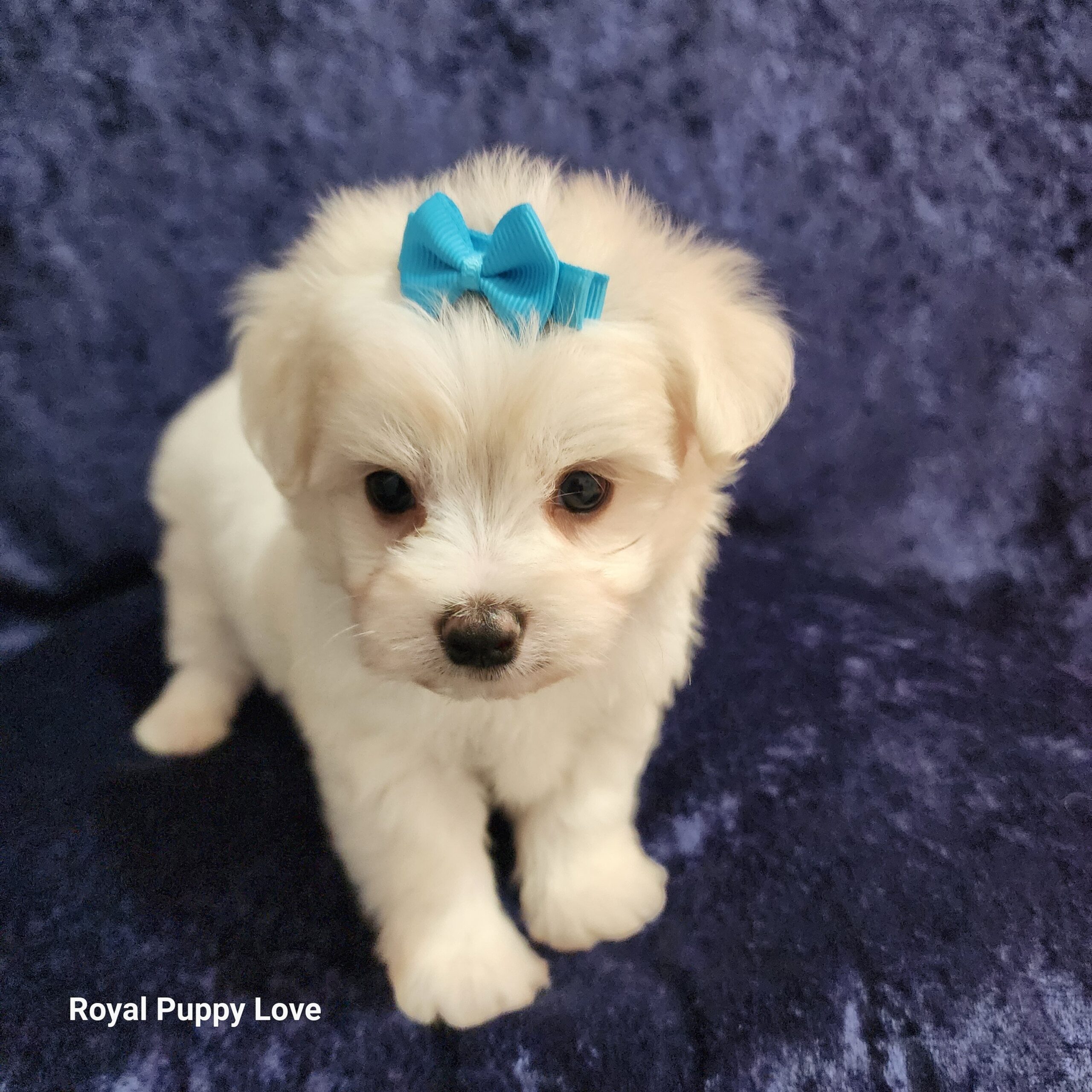 Squirt (tiny boy Boy) - Image 3