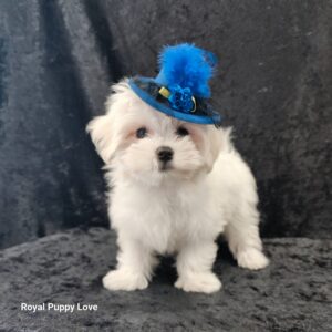 Ziggy