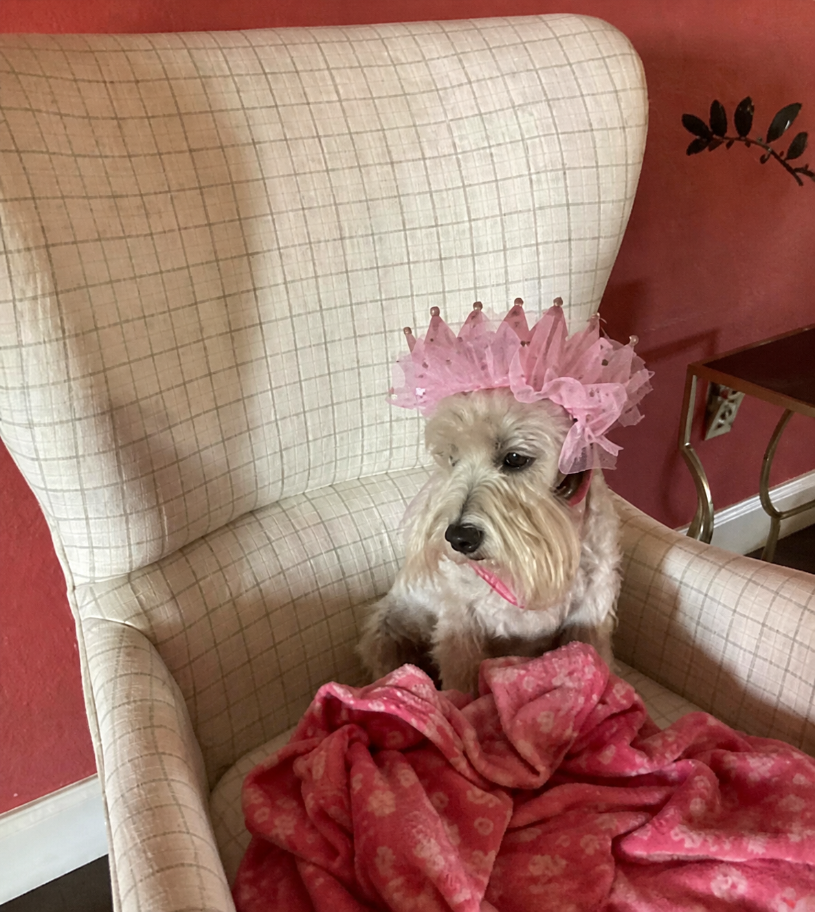 Miss Nikki wearing her pink princess crown in the Boyd-Brown family home
