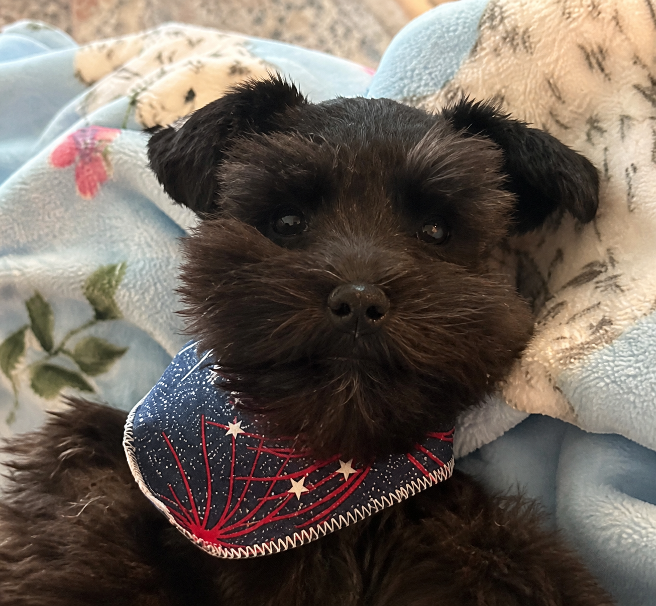 Savvy relaxing on a blanket in the Mason family home