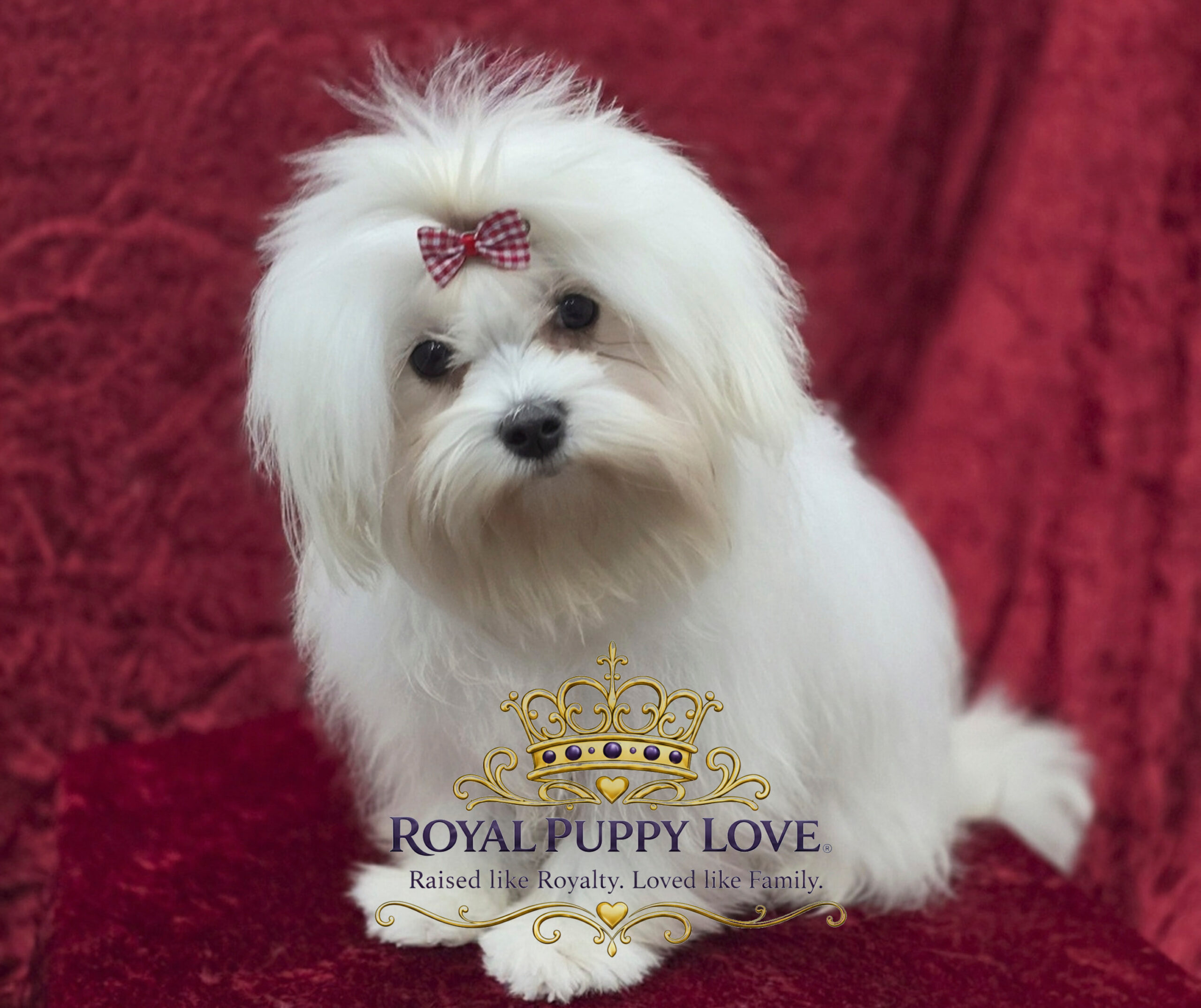 Royal Princess Bubbles