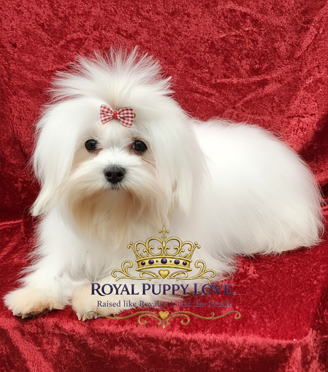 Royal Princess Bubbles