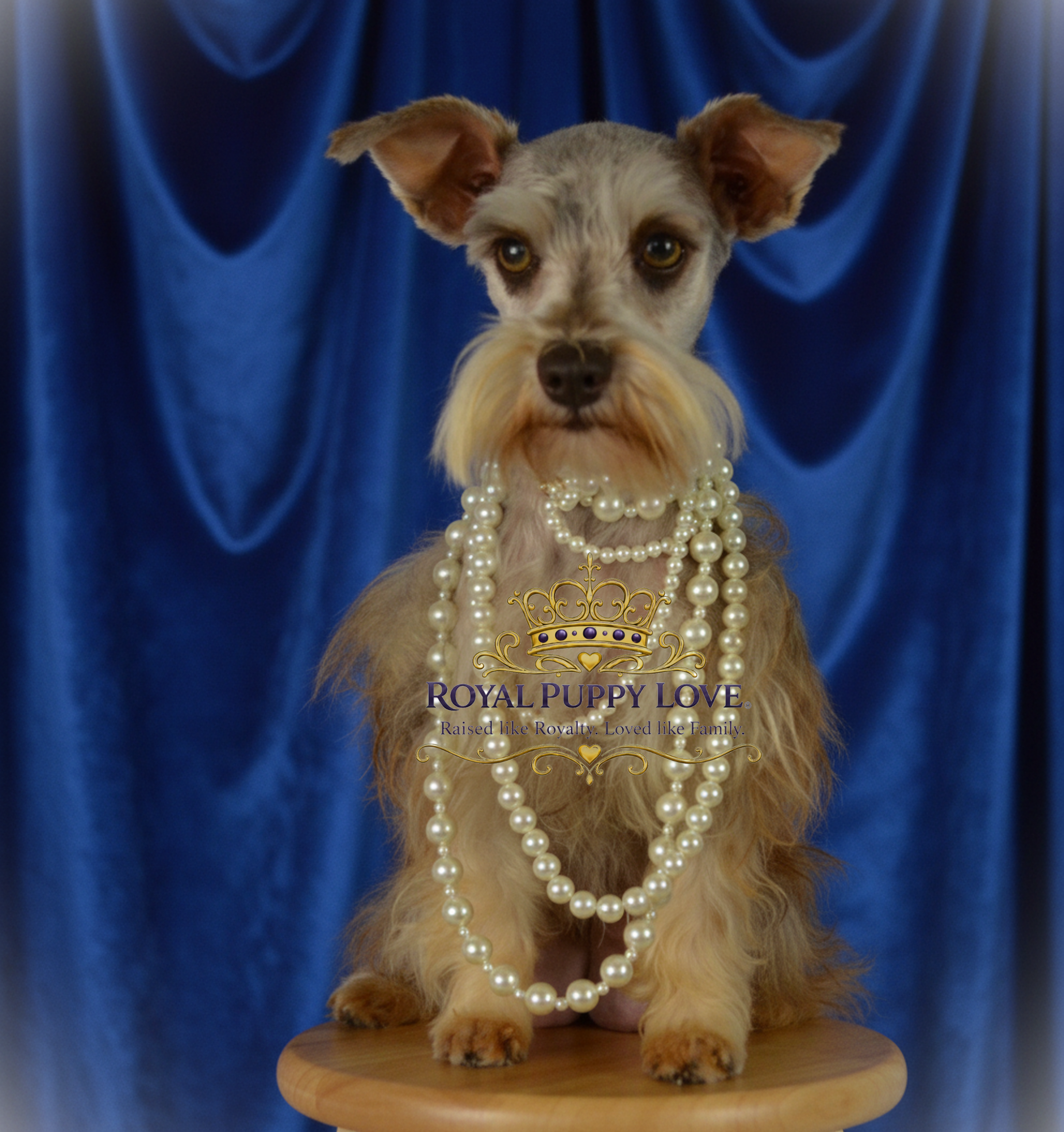 Royal Puppy Love’s Fendi