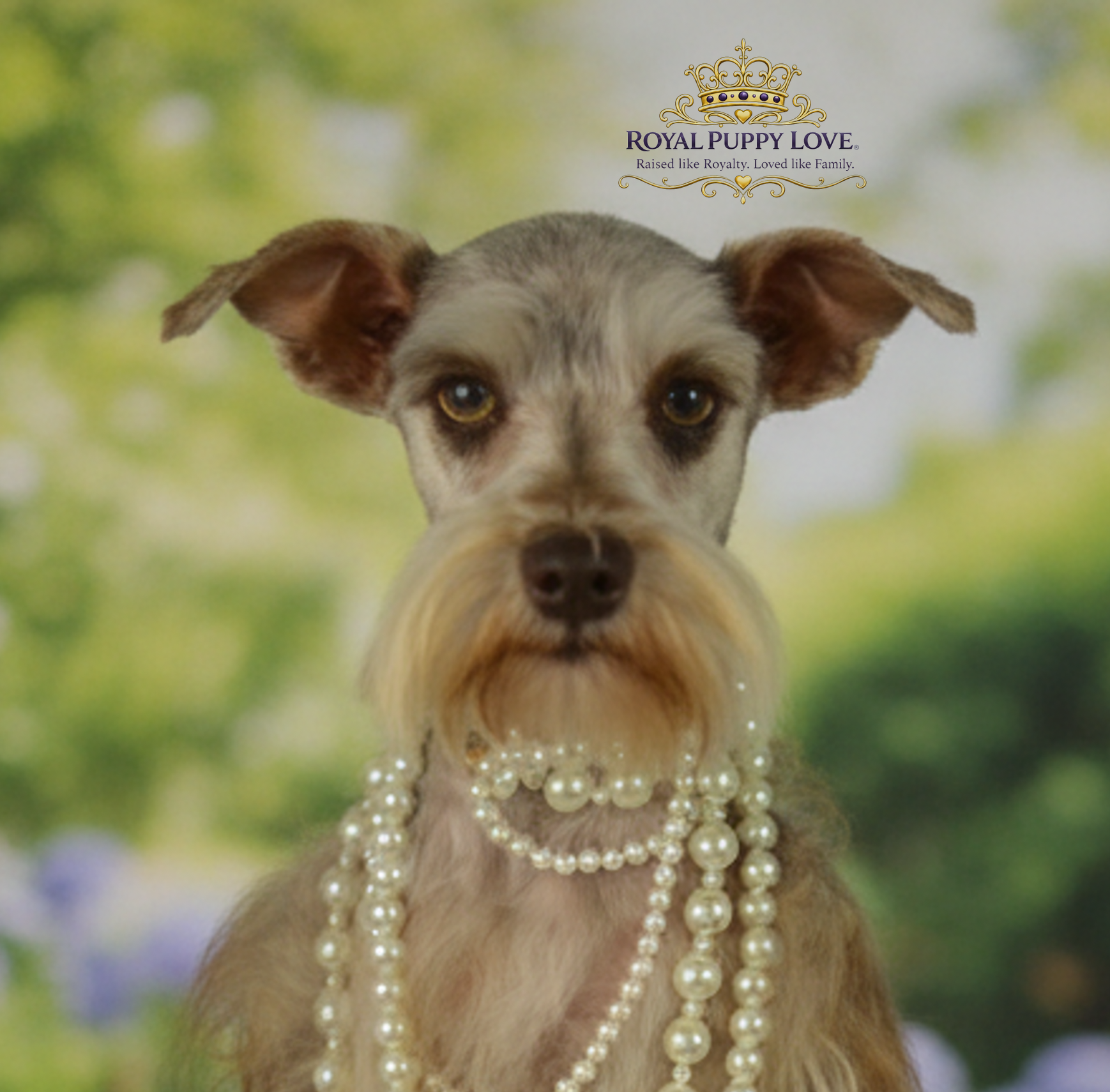 Royal Puppy Love’s Fendi