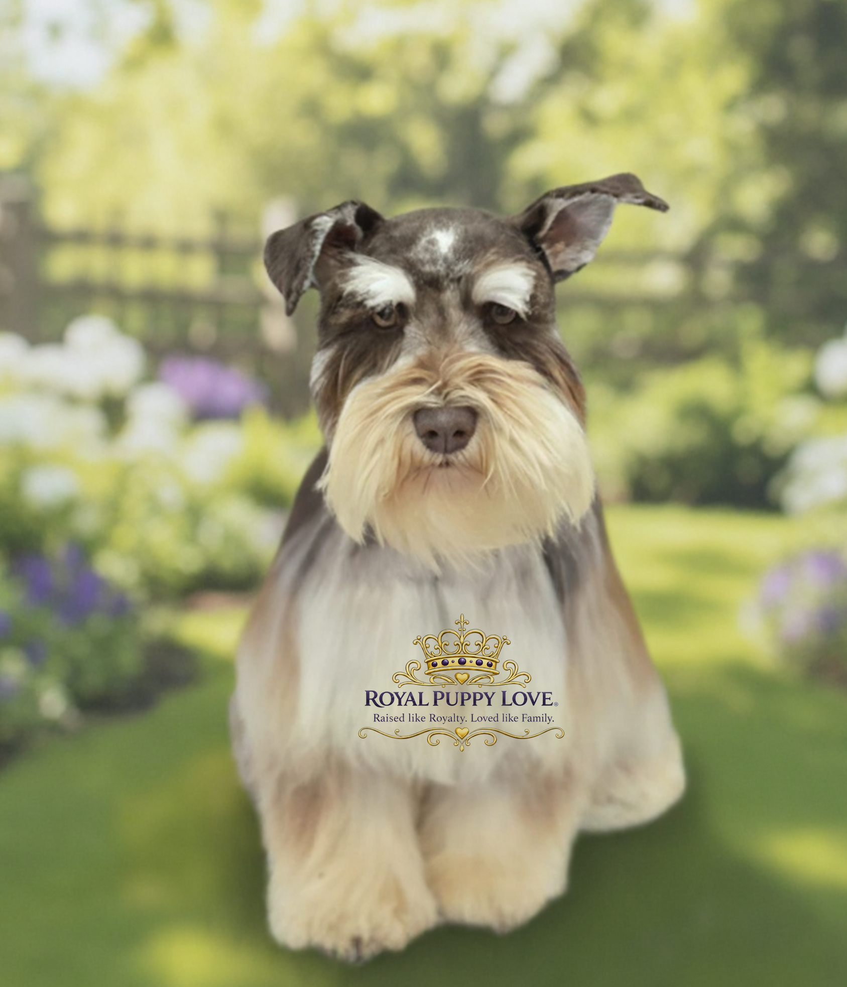 “Journey” Royal Puppy Love’s Journey’s End