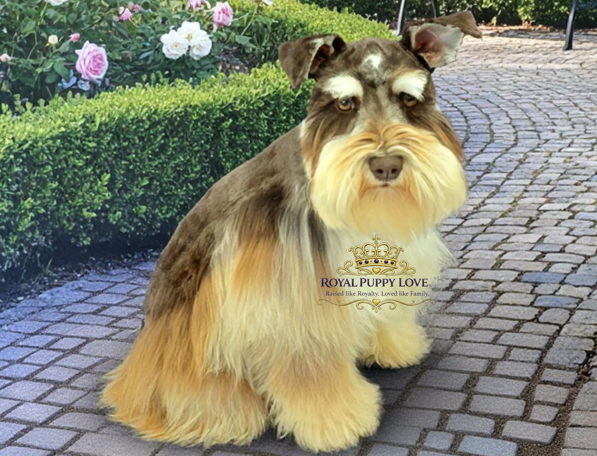 “Journey” Royal Puppy Love’s Journey’s End
