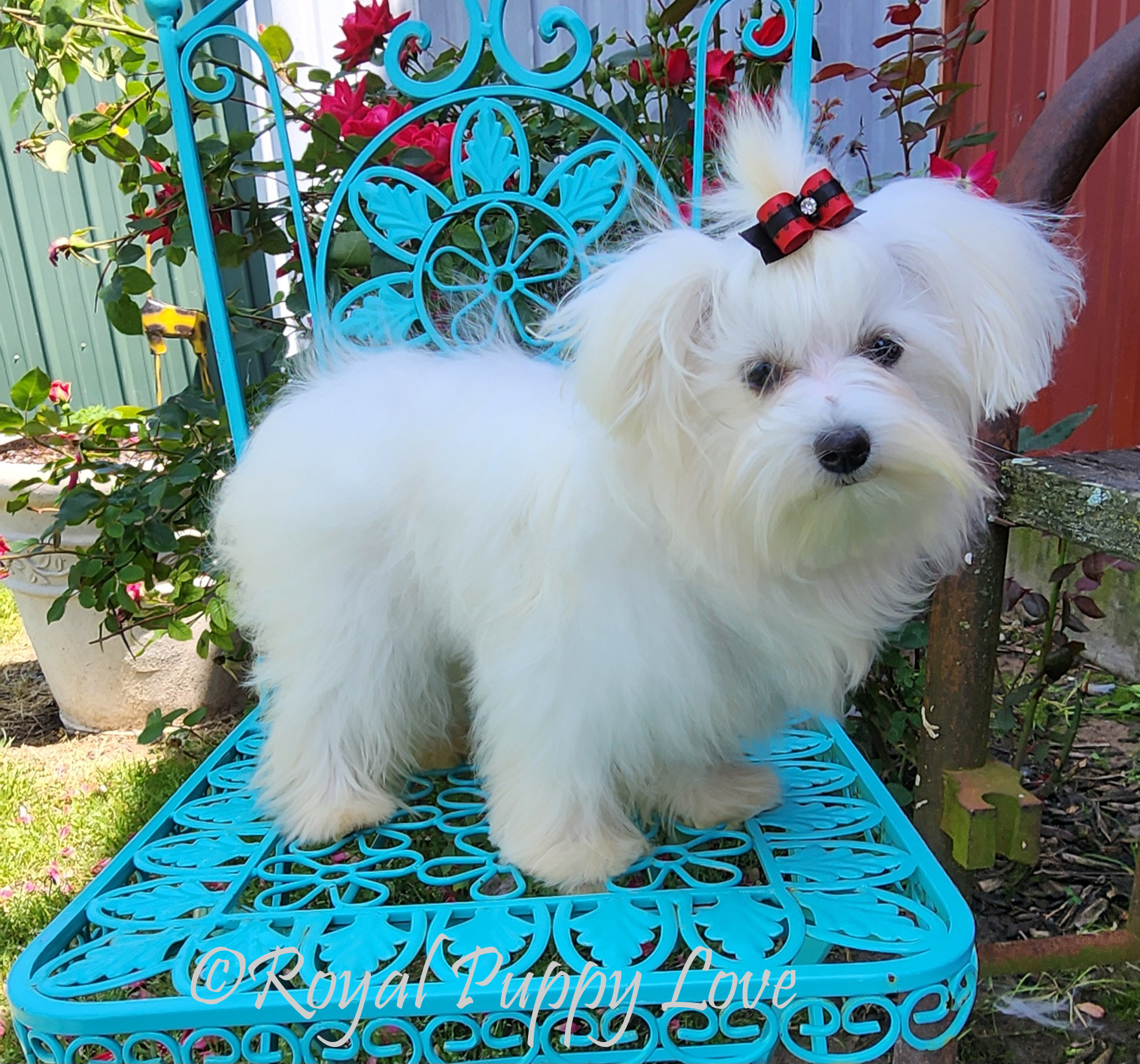Royal Queenie