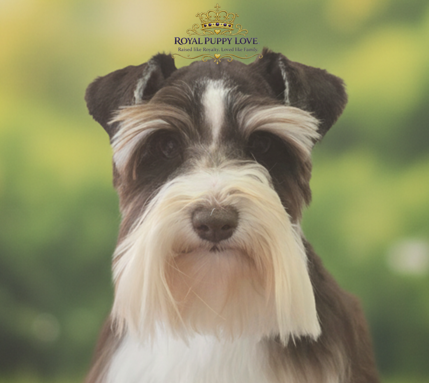 ROYAL PUPPY LOVE’S RITZ