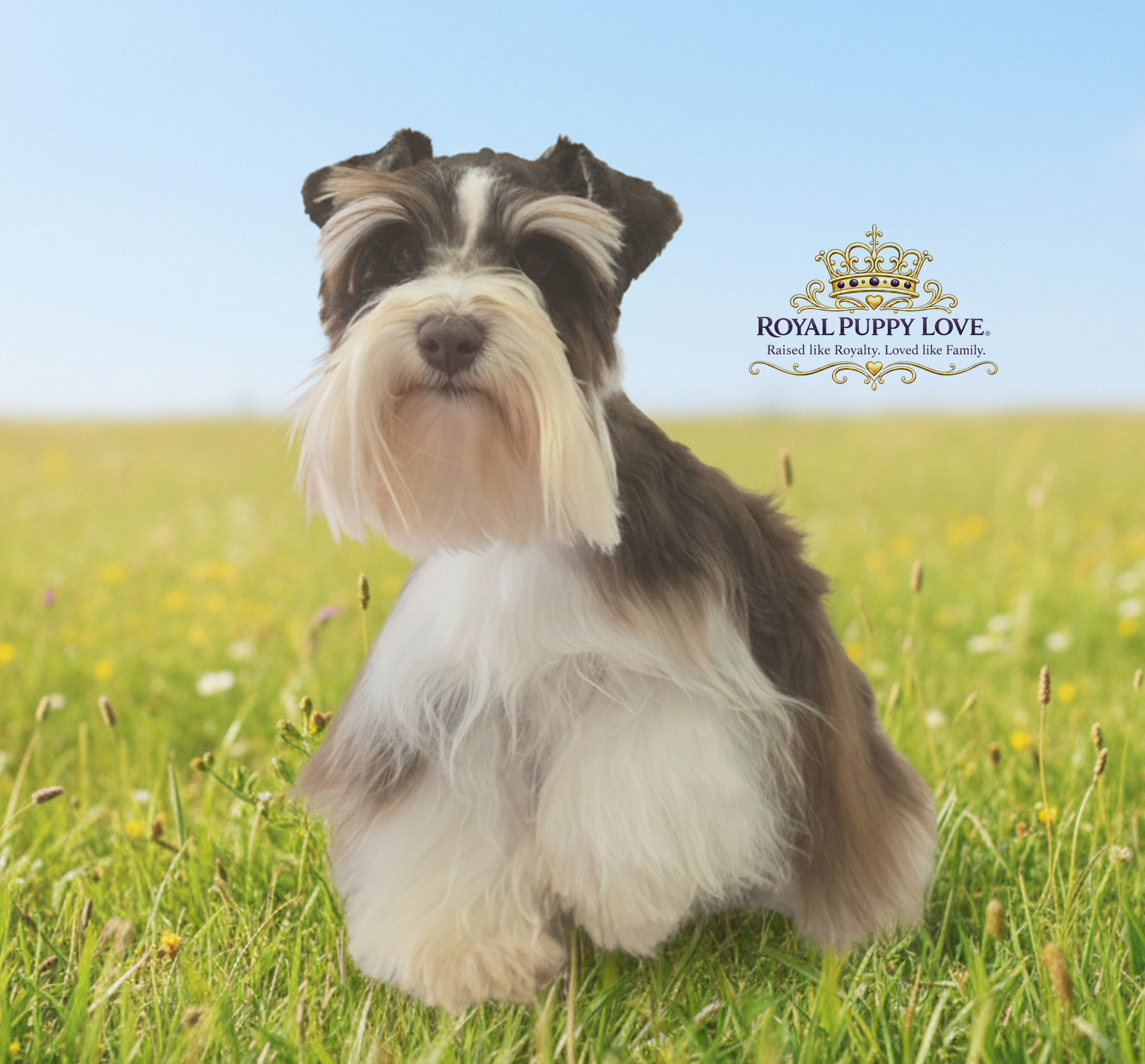 ROYAL PUPPY LOVE’S RITZ