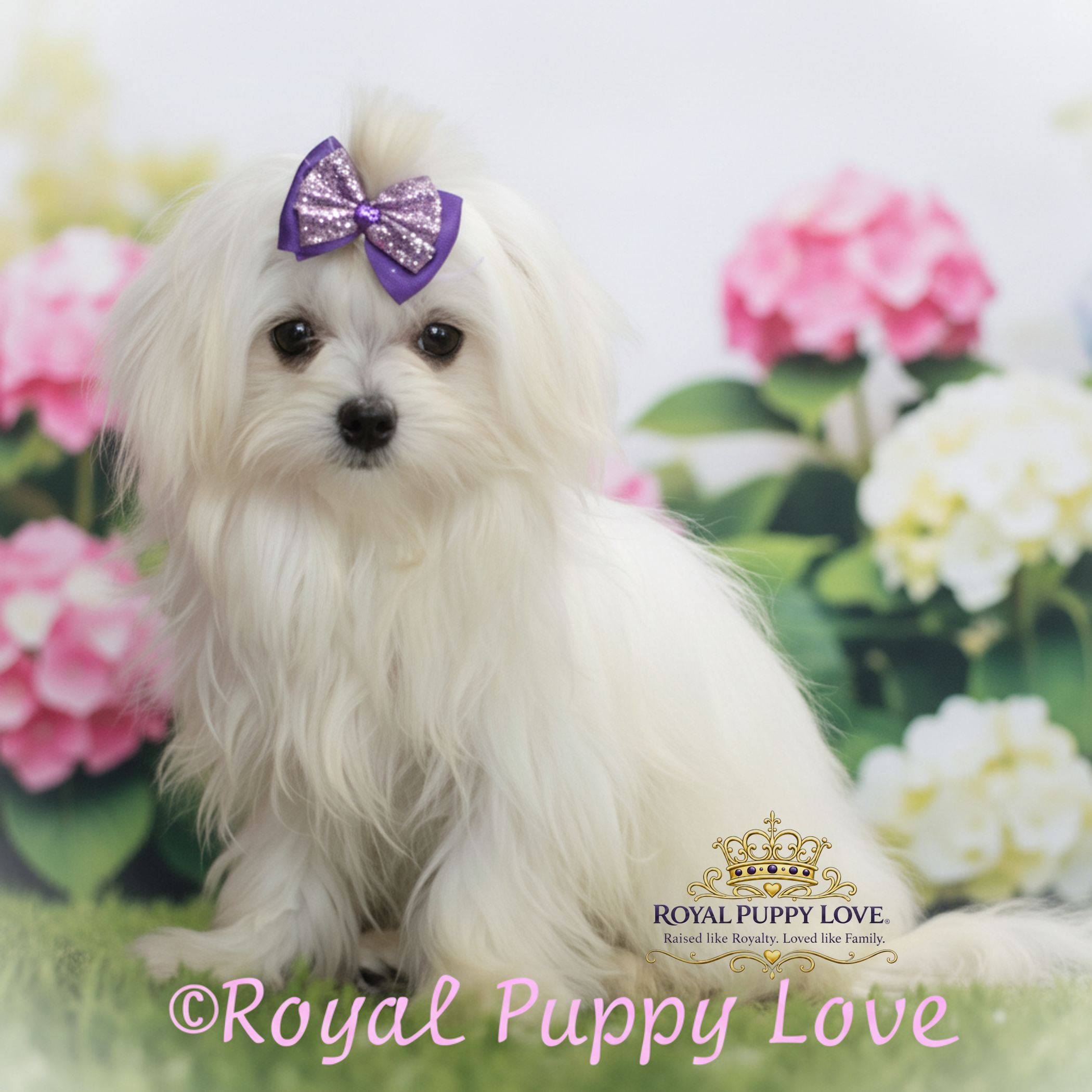 ROYAL PRINCESS TIARA