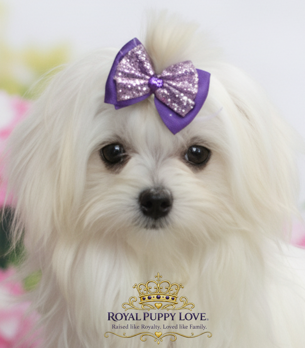 ROYAL PRINCESS TIARA