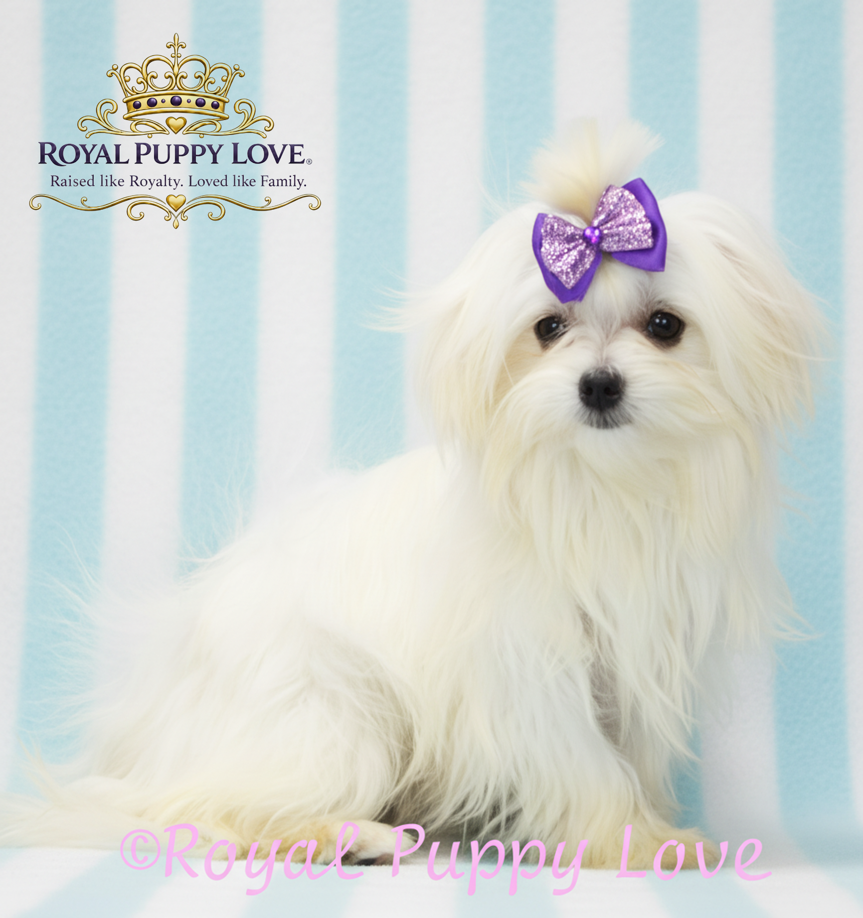 ROYAL PRINCESS TIARA
