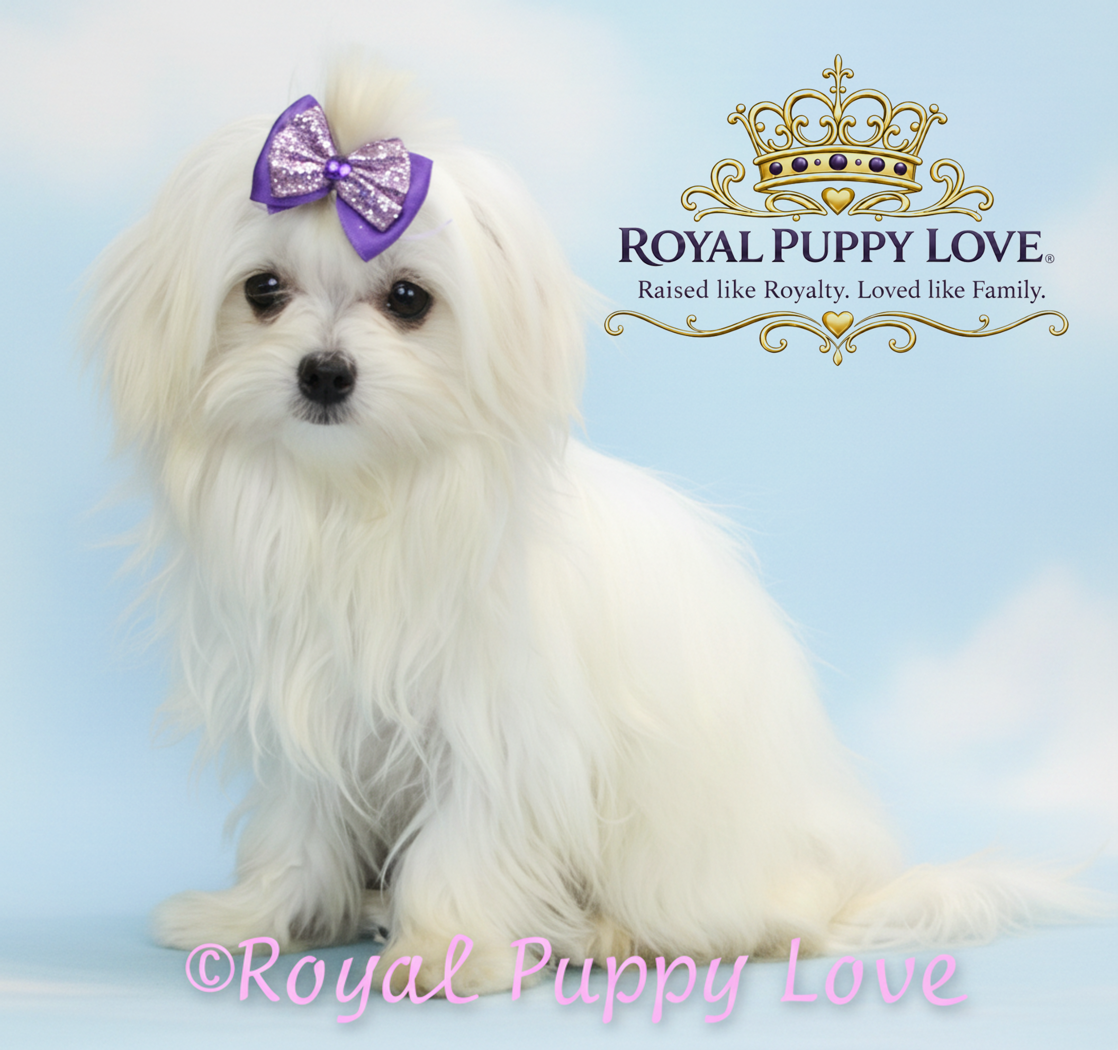 ROYAL PRINCESS TIARA