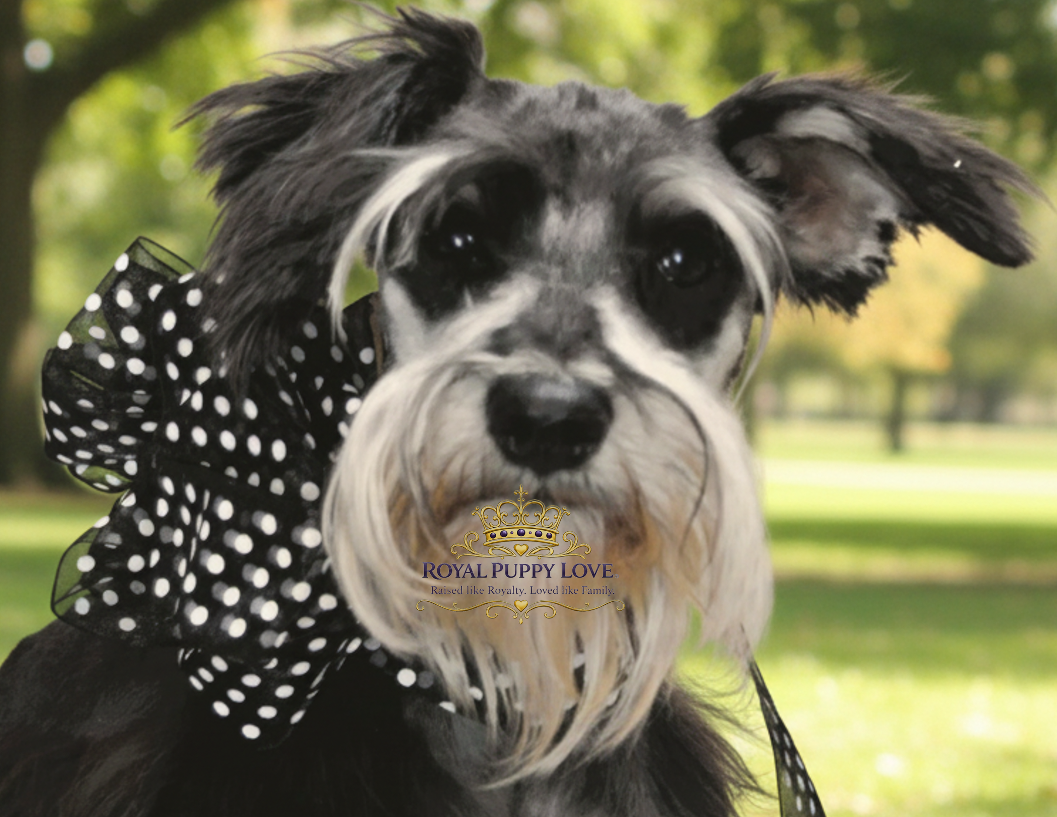 Royal Puppy Love’s Treasure