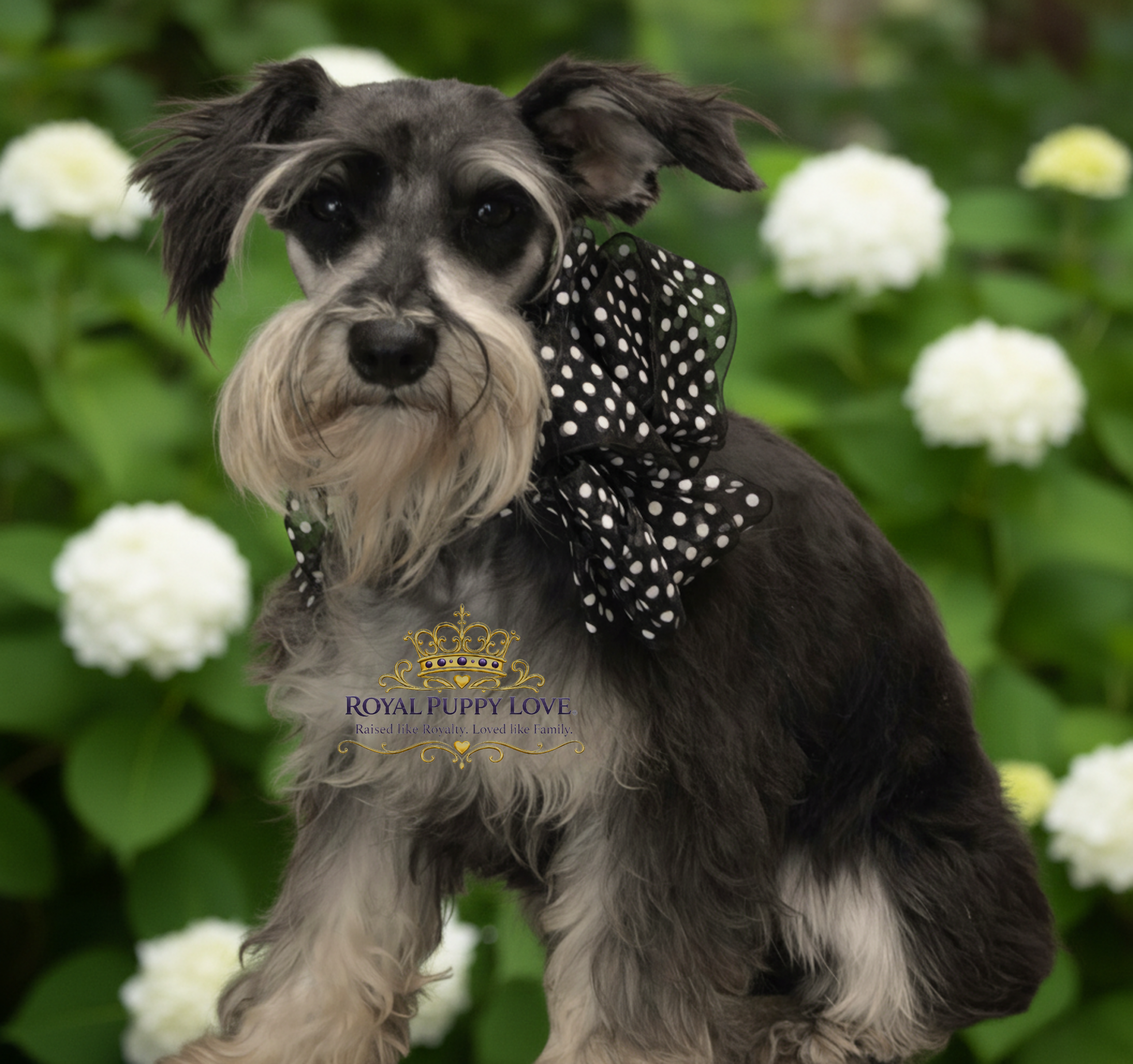 Royal Puppy Love’s Treasure