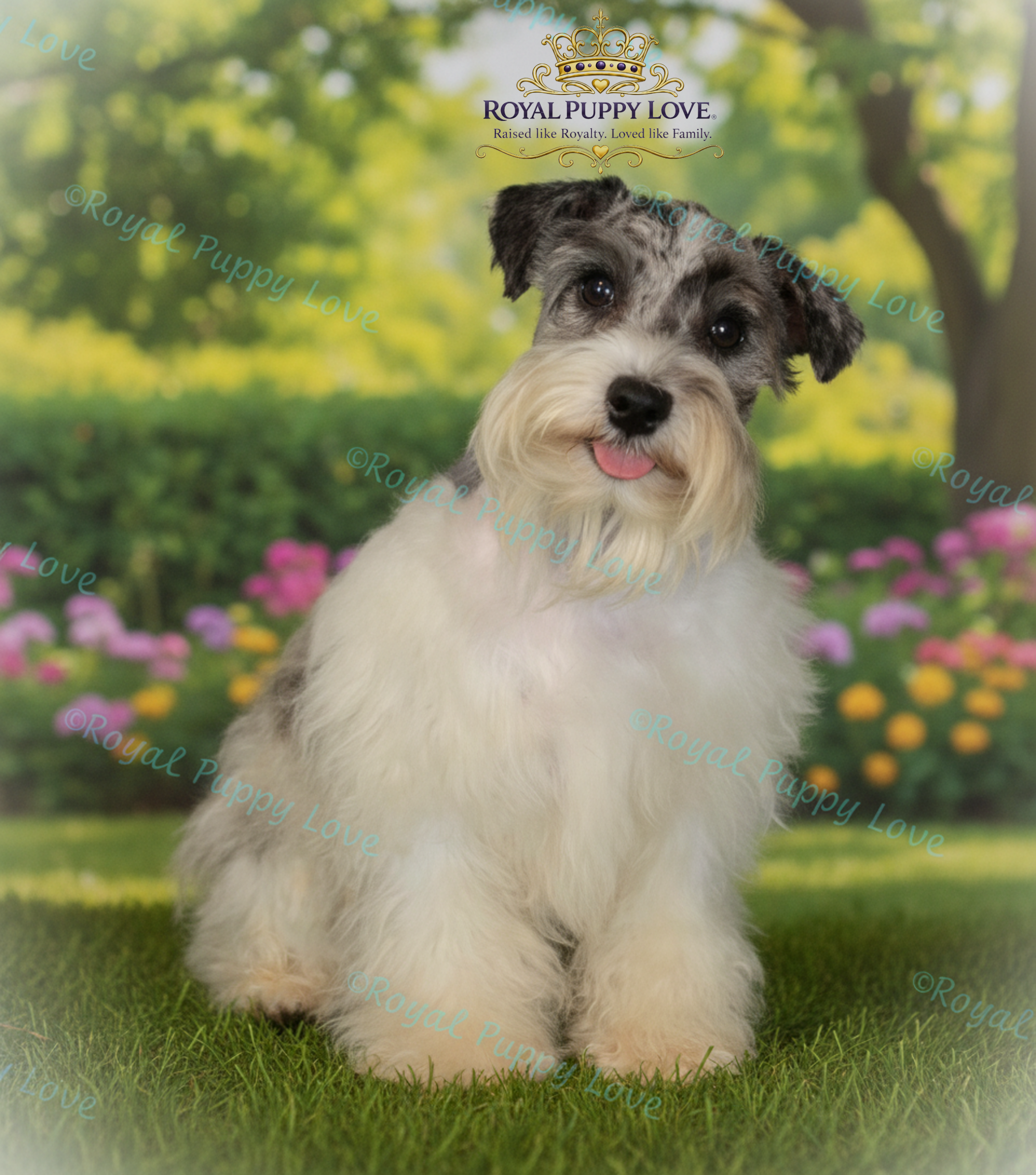 ROYAL PUPPY LOVE’S TRUFFLES