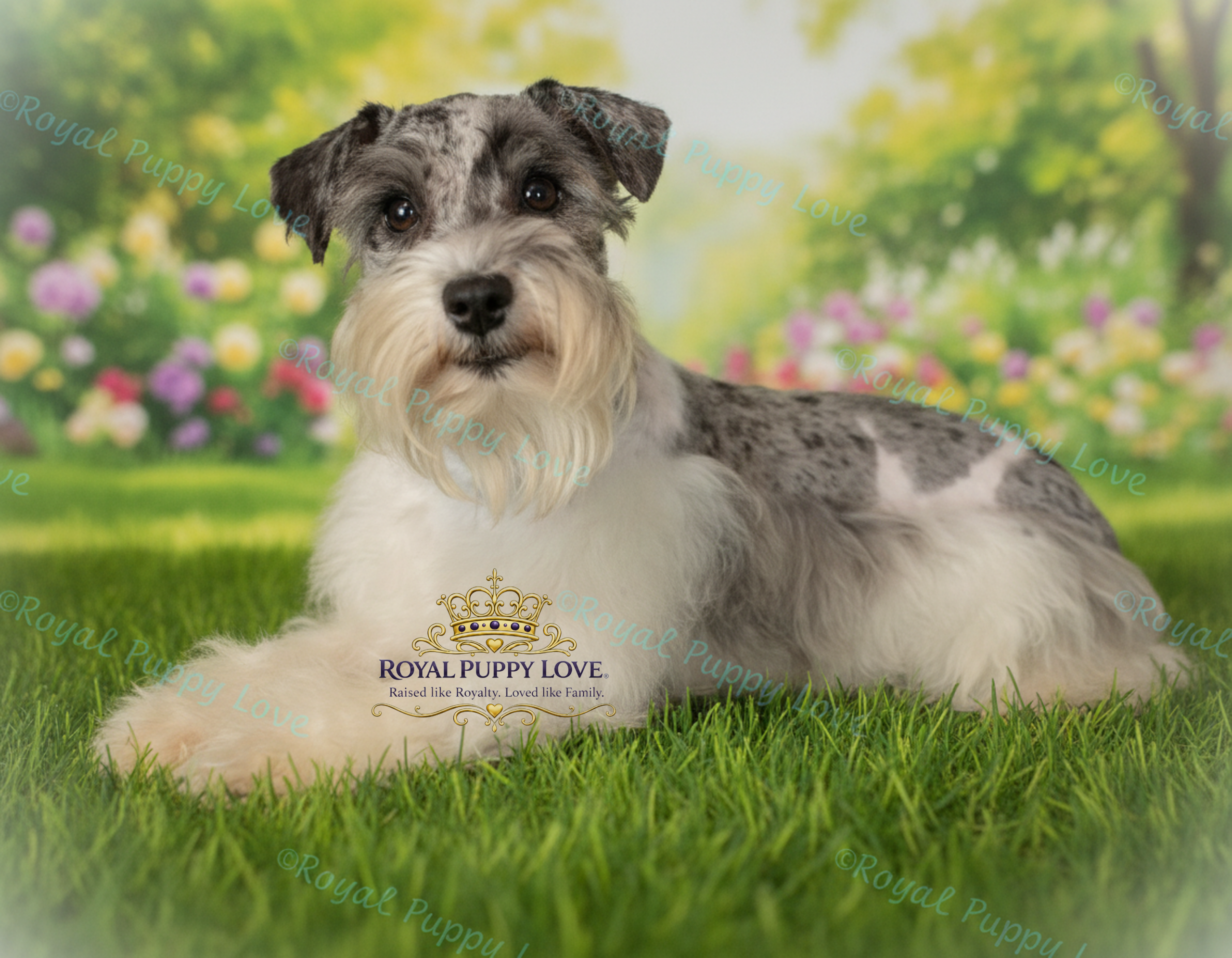 ROYAL PUPPY LOVE’S TRUFFLES