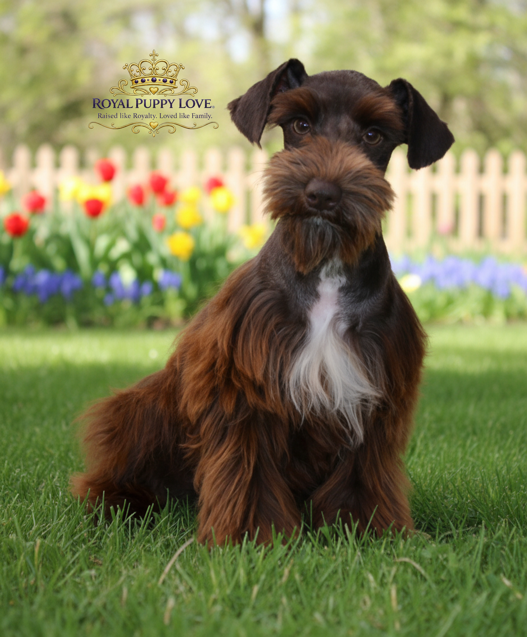 ROYAL PUPPY LOVE’S UTOPIA