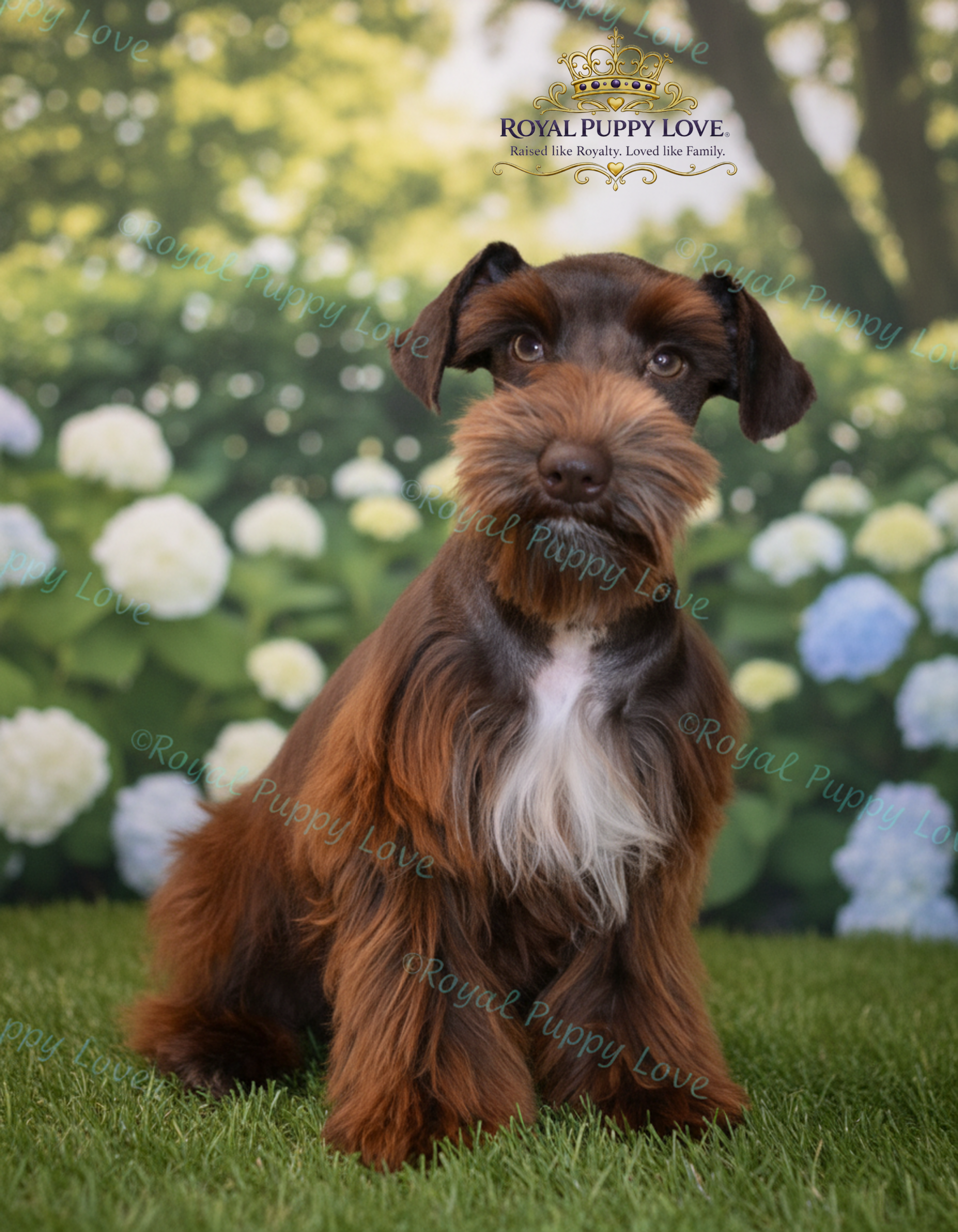 ROYAL PUPPY LOVE’S UTOPIA