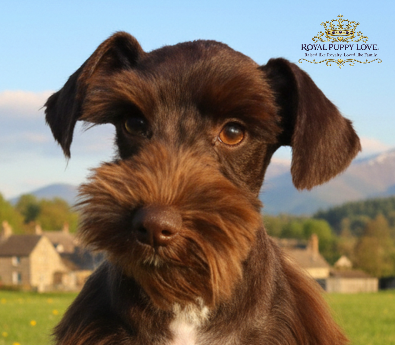 ROYAL PUPPY LOVE’S UTOPIA