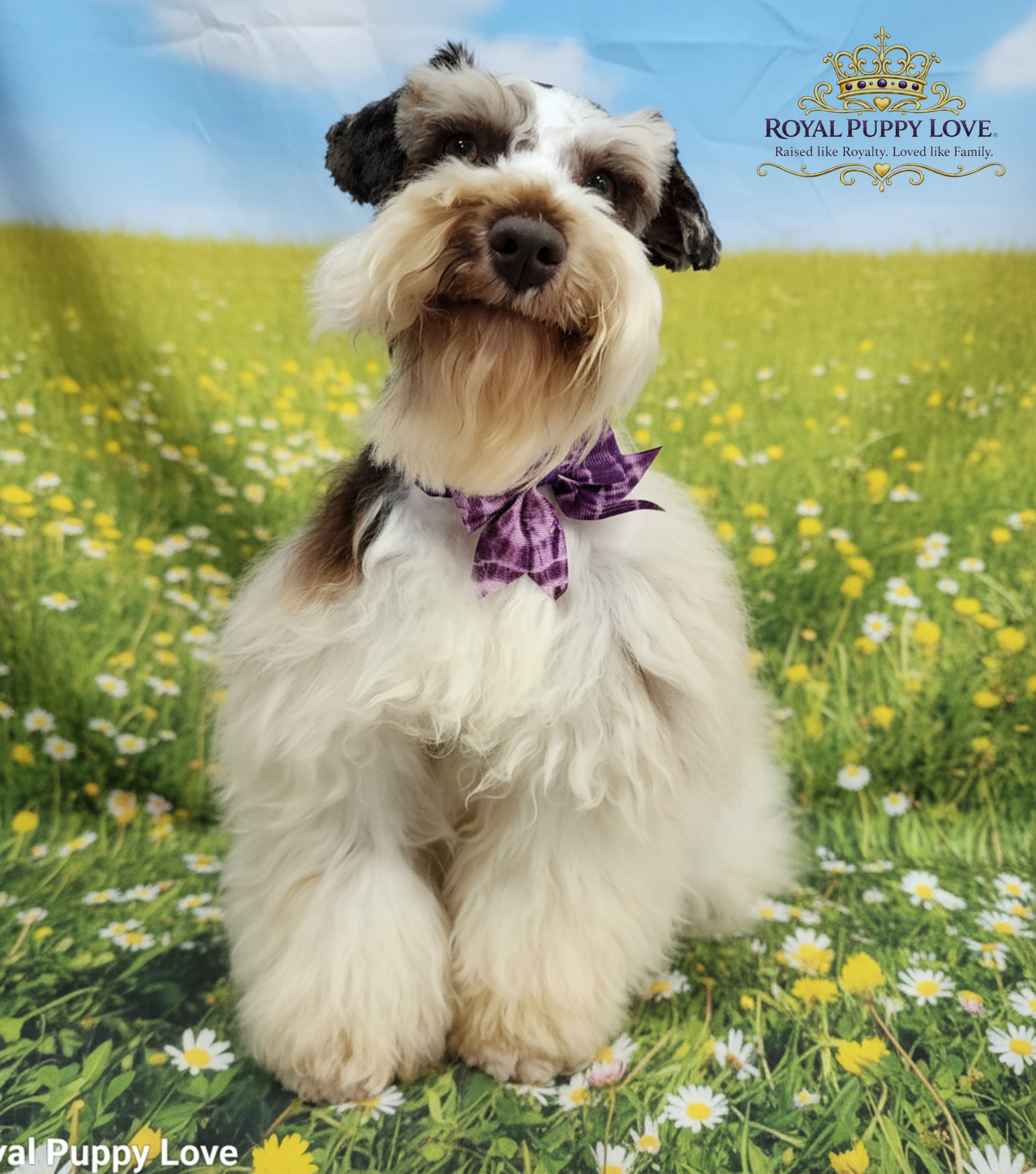 ROYAL PUPPY LOVE’S VAMIKA