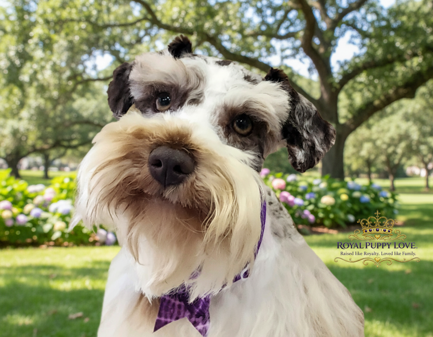 ROYAL PUPPY LOVE’S VAMIKA
