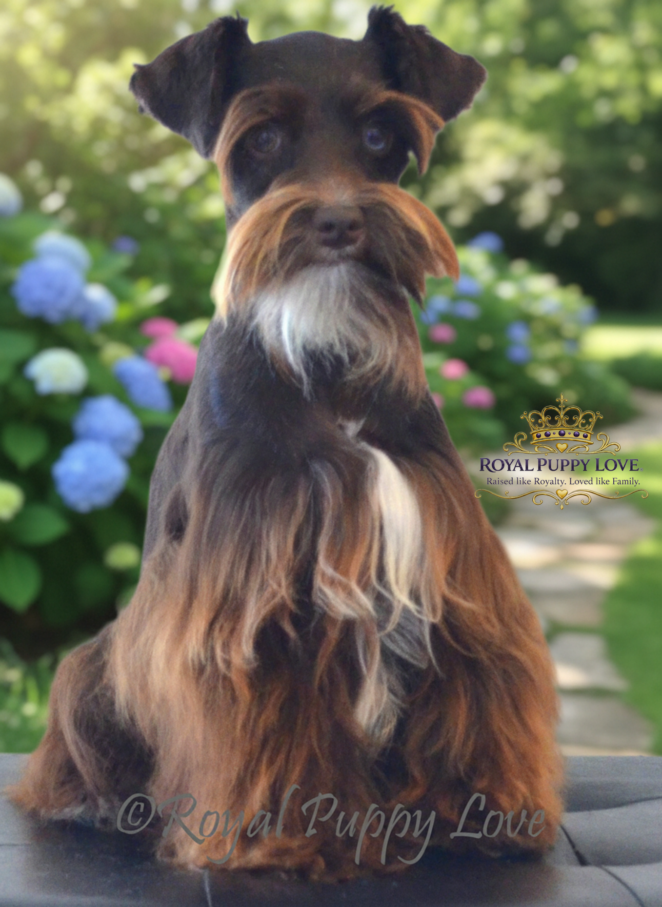 Royal Puppy Love’s Voodoo Spell