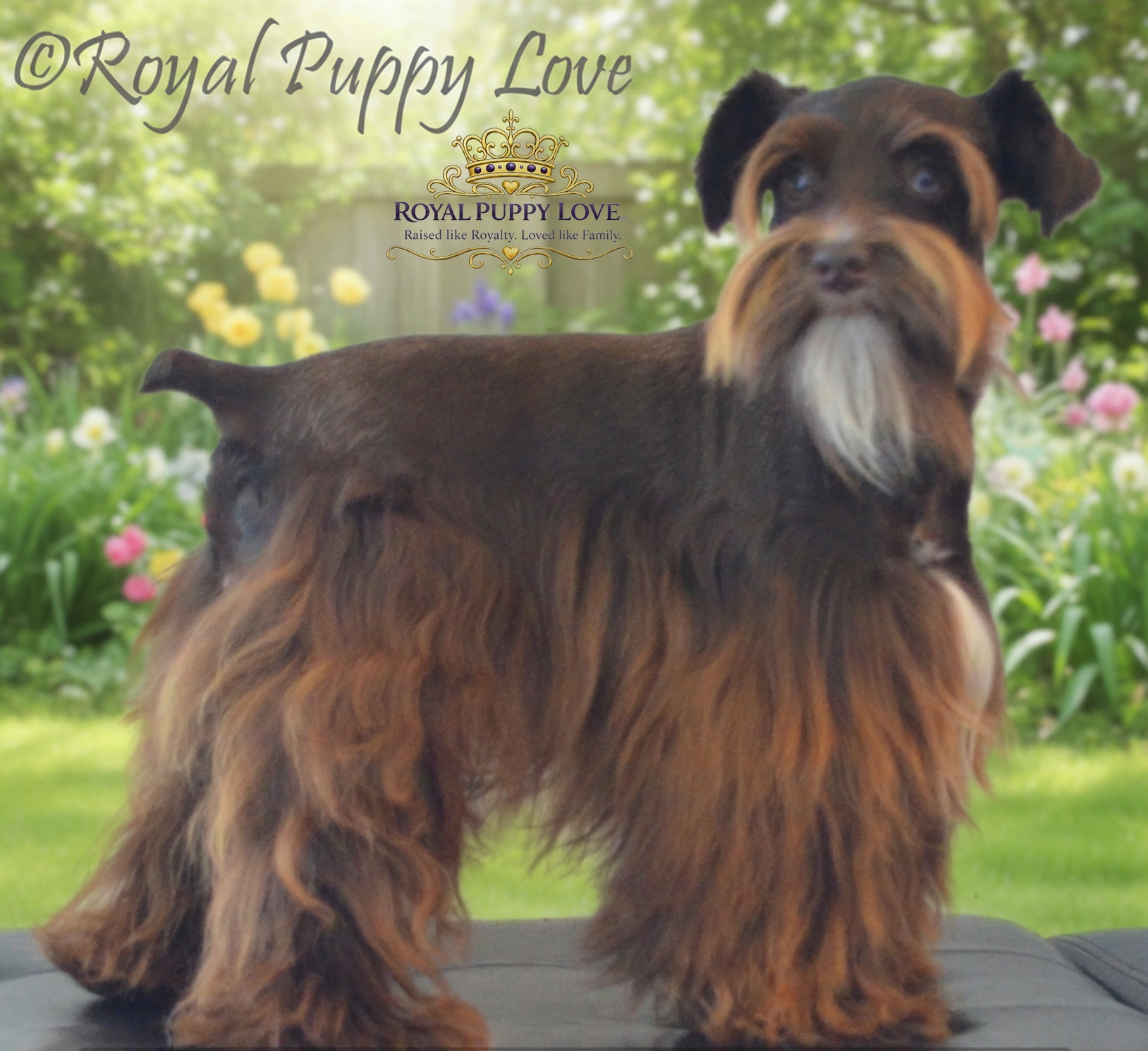 Royal Puppy Love’s Voodoo Spell