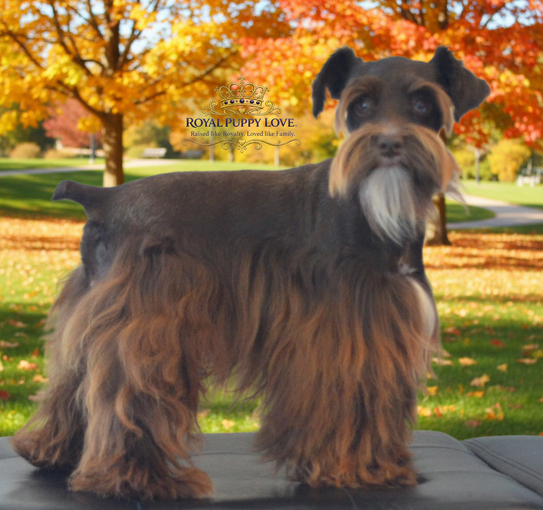 Royal Puppy Love’s Voodoo Spell